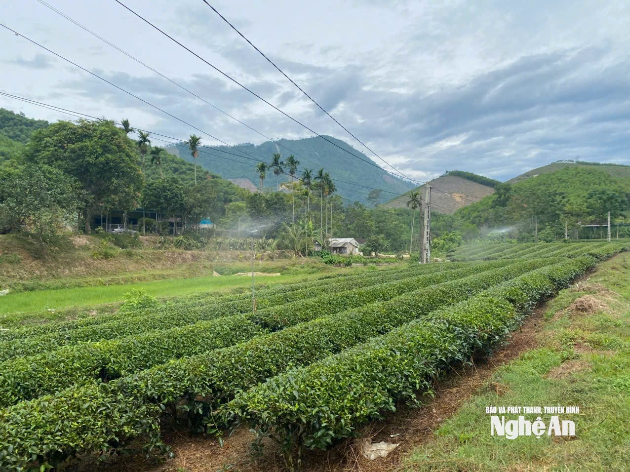 tưới chè