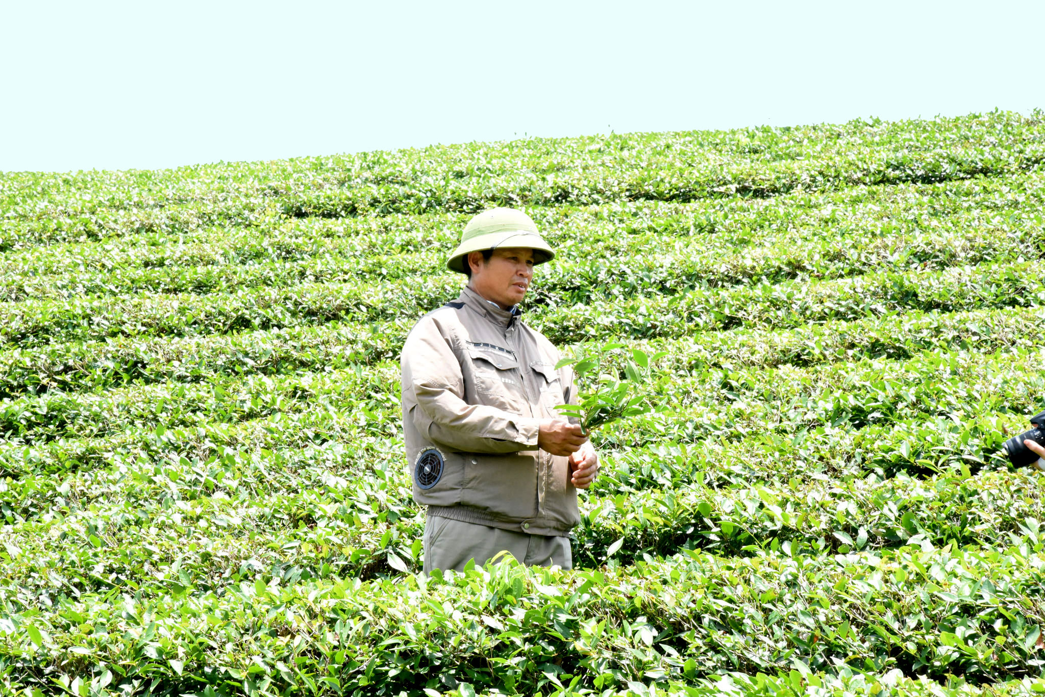 Anh Nguyễn Hồng Kỳ cũng là 1 trong những hộ dân tiên phong trồng chè hữu cơ. Ảnh HT