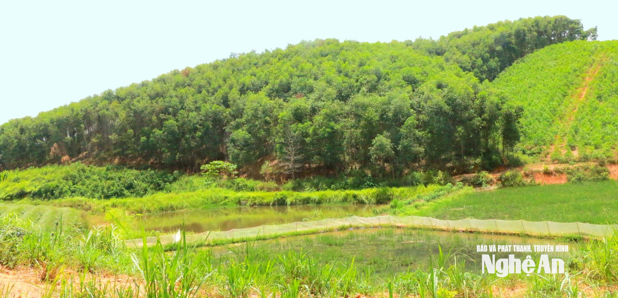 Đến nay vợ chồng anh Nguyễn Hồng Kỳ sở hữu 15 ha keo. Ảnh: K.L