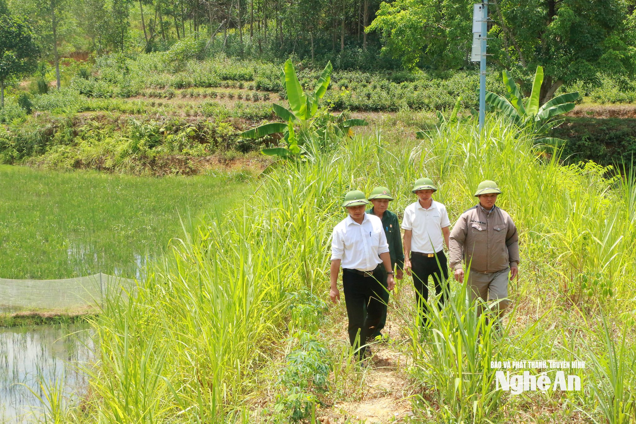Lãnh đạo Hội CCB và Hội nông dân xã Thành Bình Thọ khảo sát khu vực nuôi ốc kết hợp trồng lúa của gia đình anh Nguyễn Hồng Kỳ. Ảnh: K.L