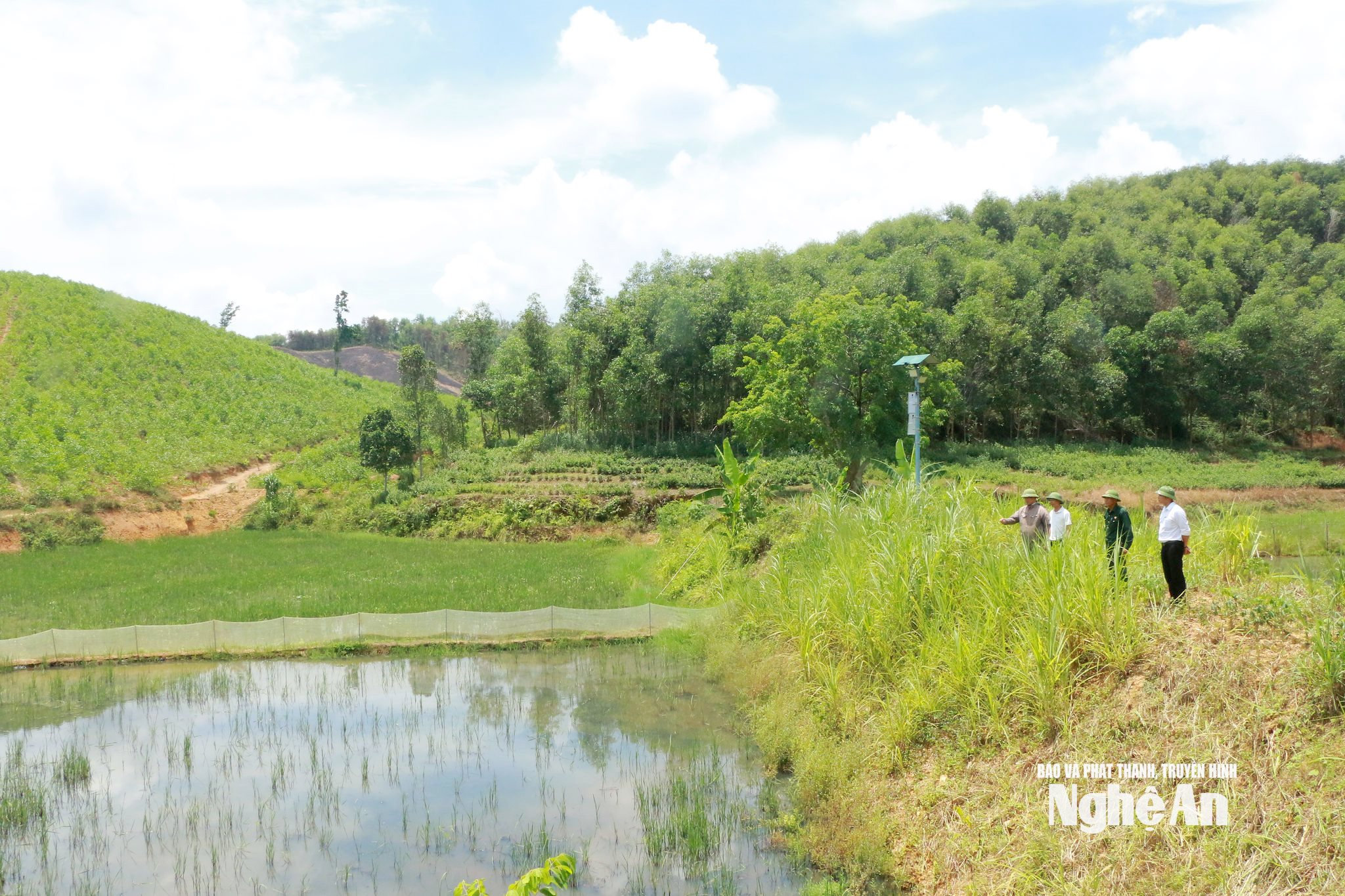 Mô hình trồng lúa kết hợp nuôi ốc bươu đen của anh Nguyễn Hồng Kỳ. Ảnh KL2