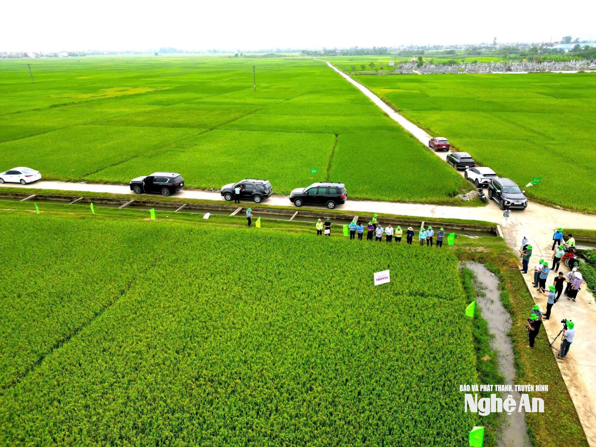 Cánh đồng hơn 100 ha trồng giống lúa lai TBH456 ở xã Quỳnh Lưu vụ Xuân năm 2026. Ảnh: T.P