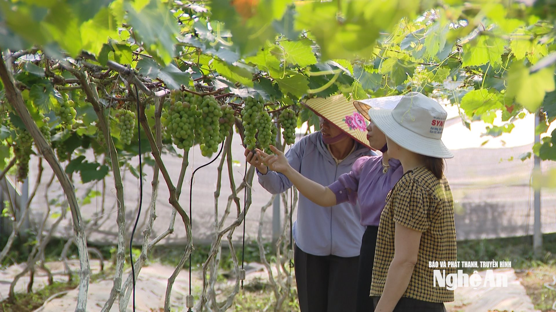 Sản xuất nông nghiệp