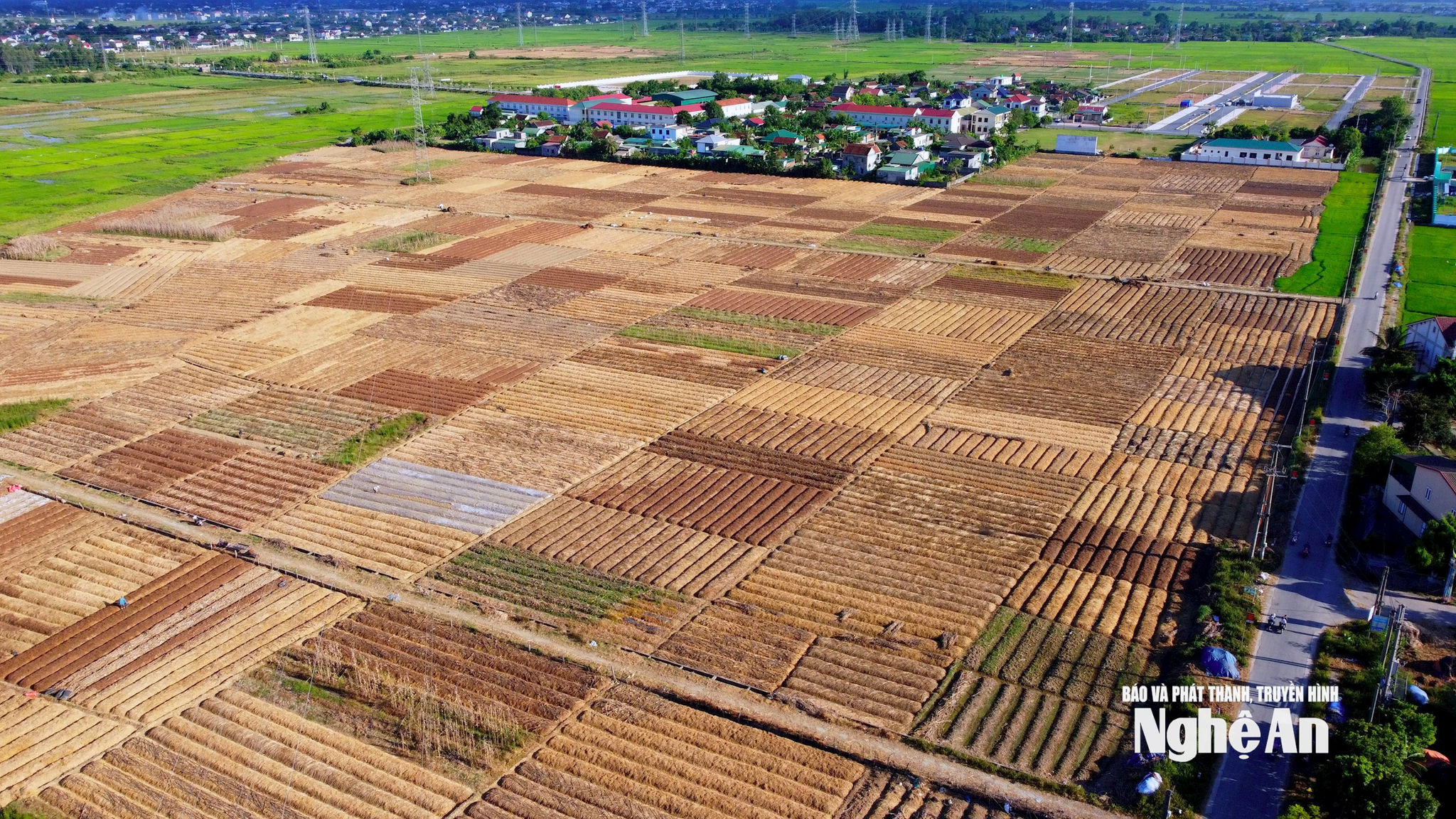 Cánh đồng trồng hành tăm ở Trung Lộc. Ảnh tư liệu: Quang An