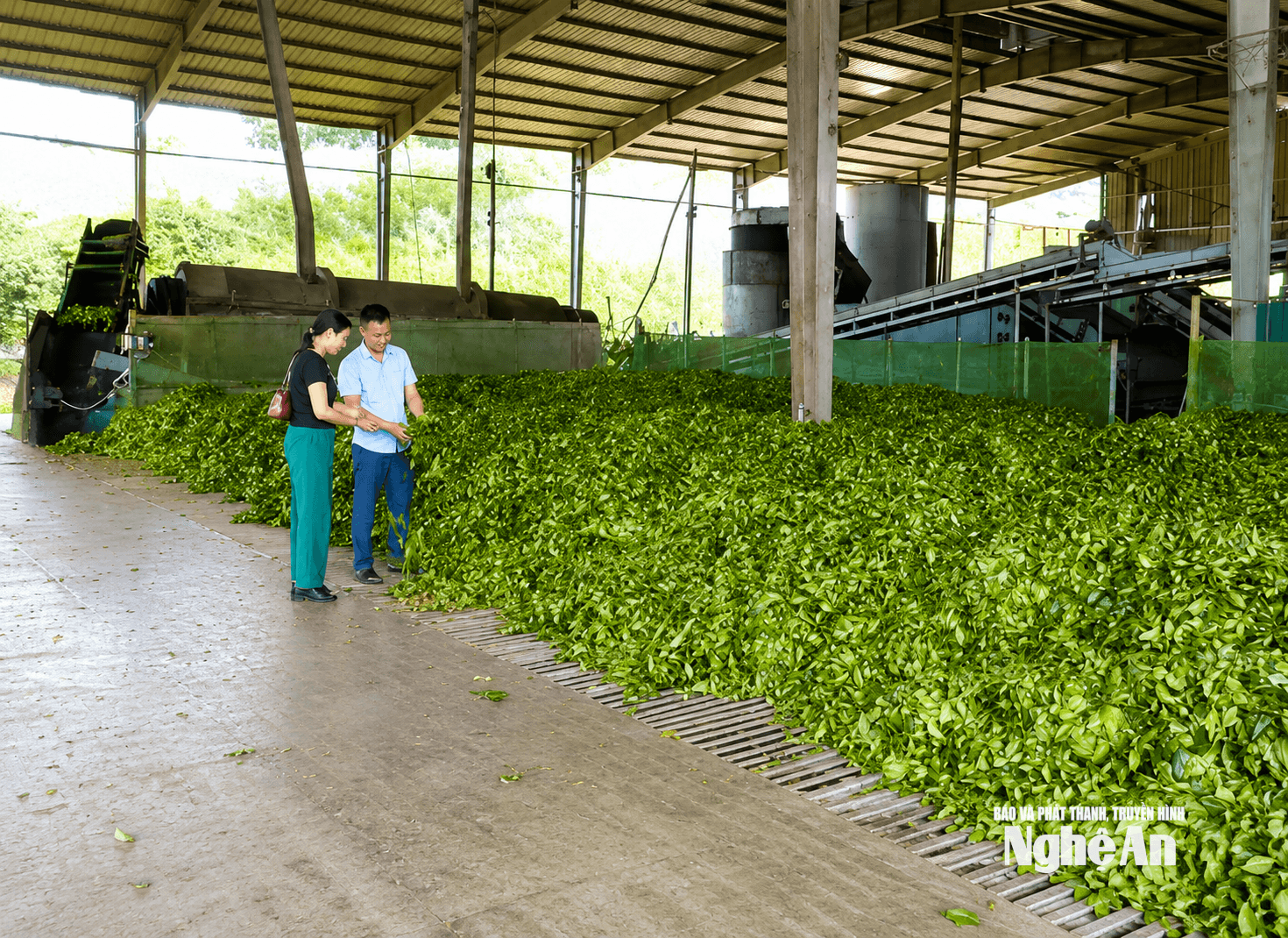 Chè nguyên liệu phục vụ chế biến xuất khẩu tại công ty TNHH chè Hữu Nghị. Ảnh PV