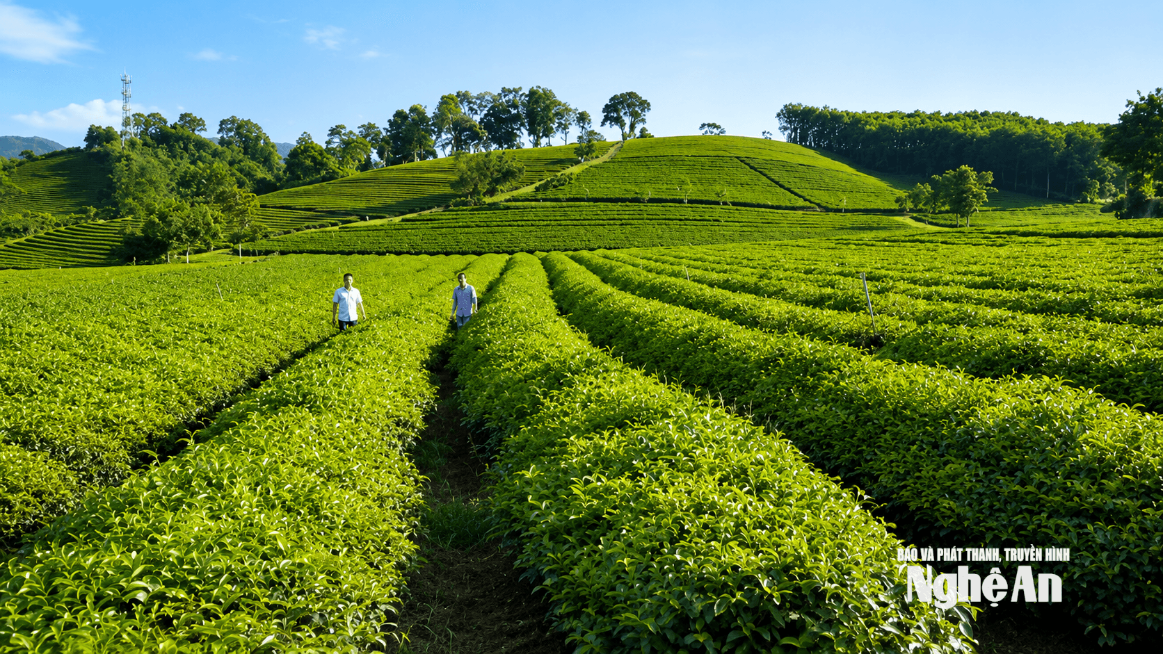 Vùng nguyên liệu chè ở xã Con Cuông. Ảnh PV