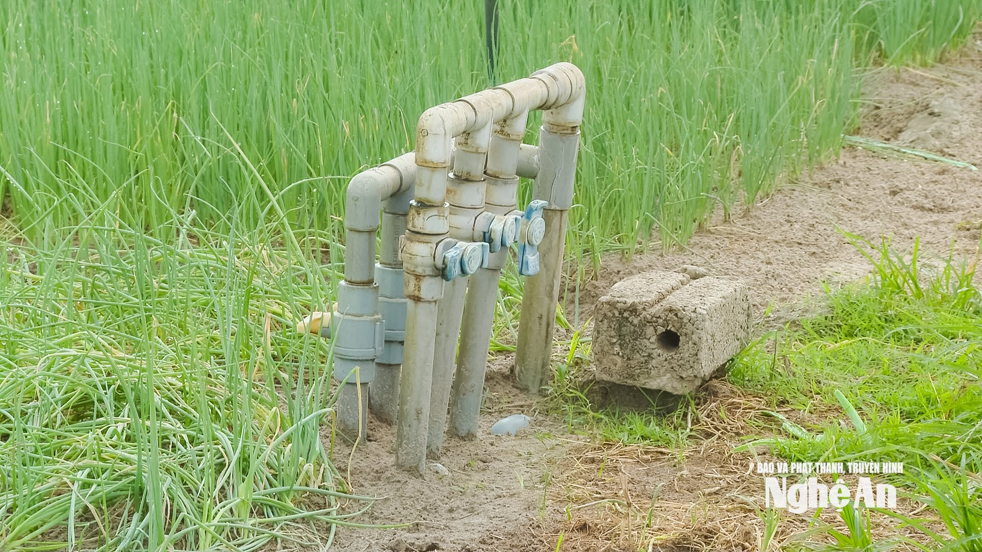 rau vinh 1