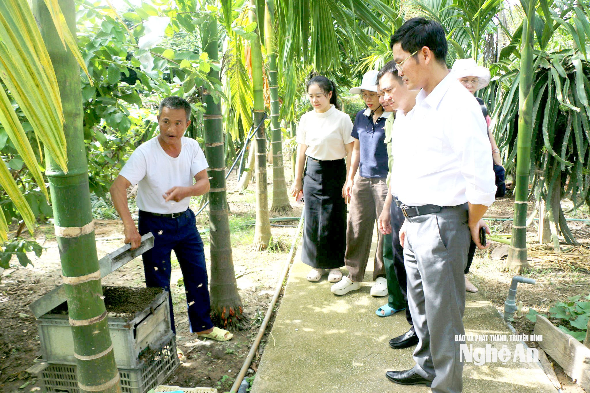 Đàn ong mật được ông nuôi lồng ghép dứoi tán lá các loài cây trong vườn. Ảnh KL