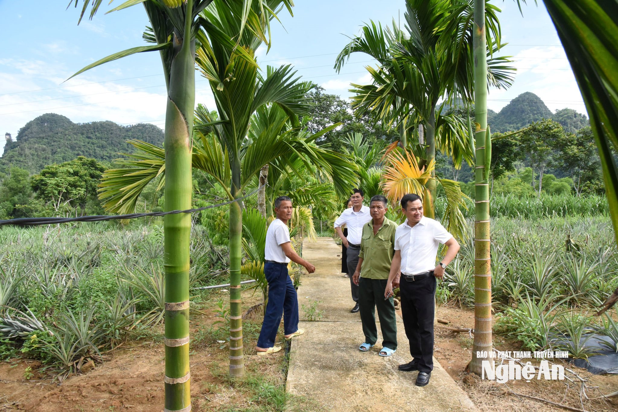 Khu vườn sạch đẹp và trồng nhiều loại cây cho giá trị kinh tế cao của gia đình ông Trần Văn Hiền