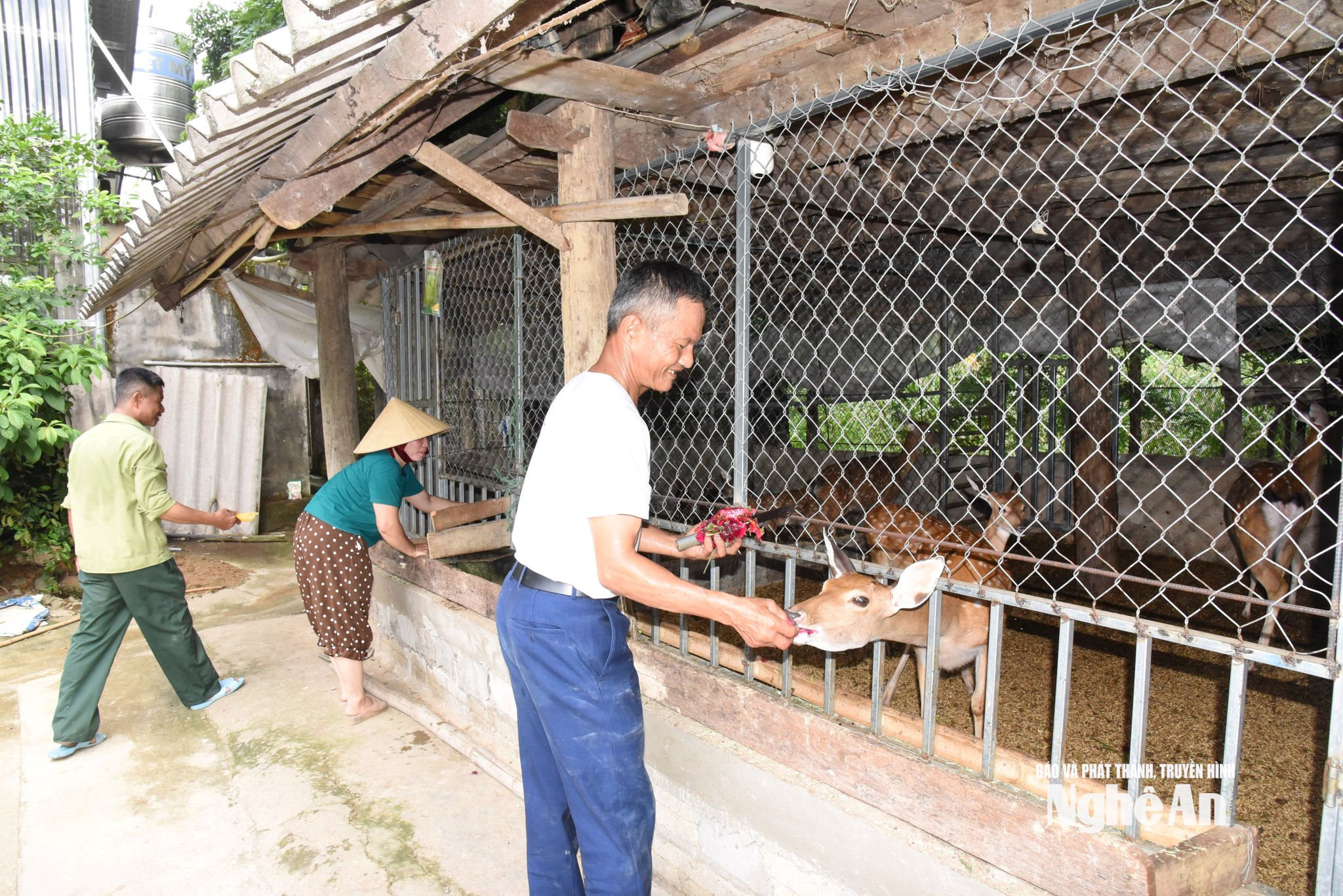 Ông Hiền tận dụng hoa quả vườn nhà trồng được để nuôi hươu.