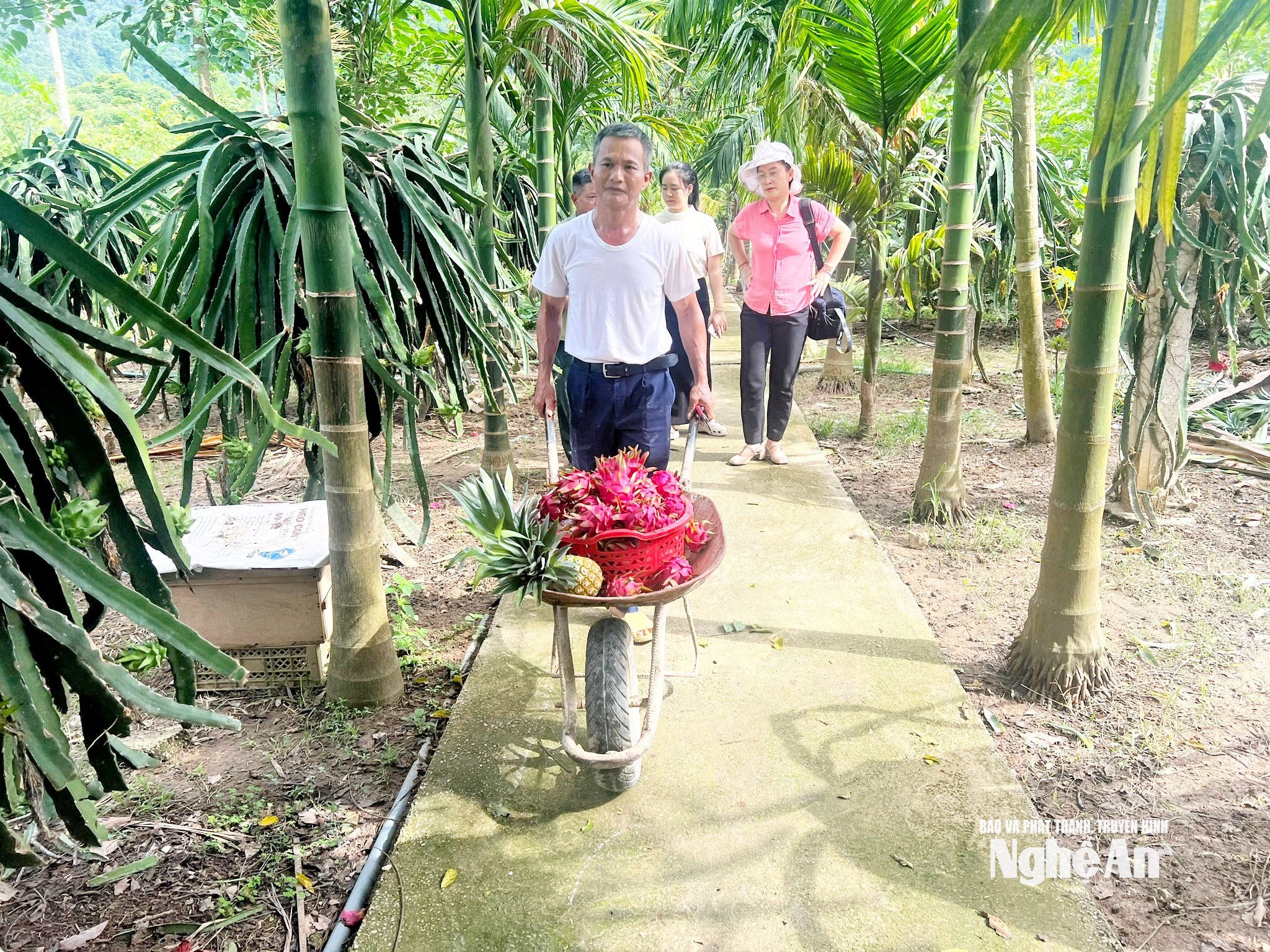 Ông Trần Văn Hiền Thu hoạch thanh long ruột đỏ. Ảnh KL