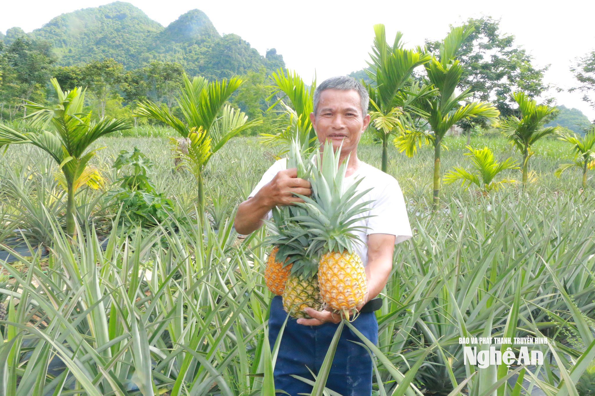 Ông Trần Văn Hiền với niềm vui được mùa. Ảnh: K.L