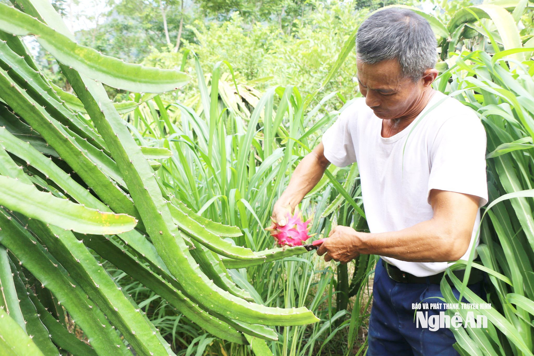 Ông Trần Văn Hiền với thành quả lao động. Ảnh KL2