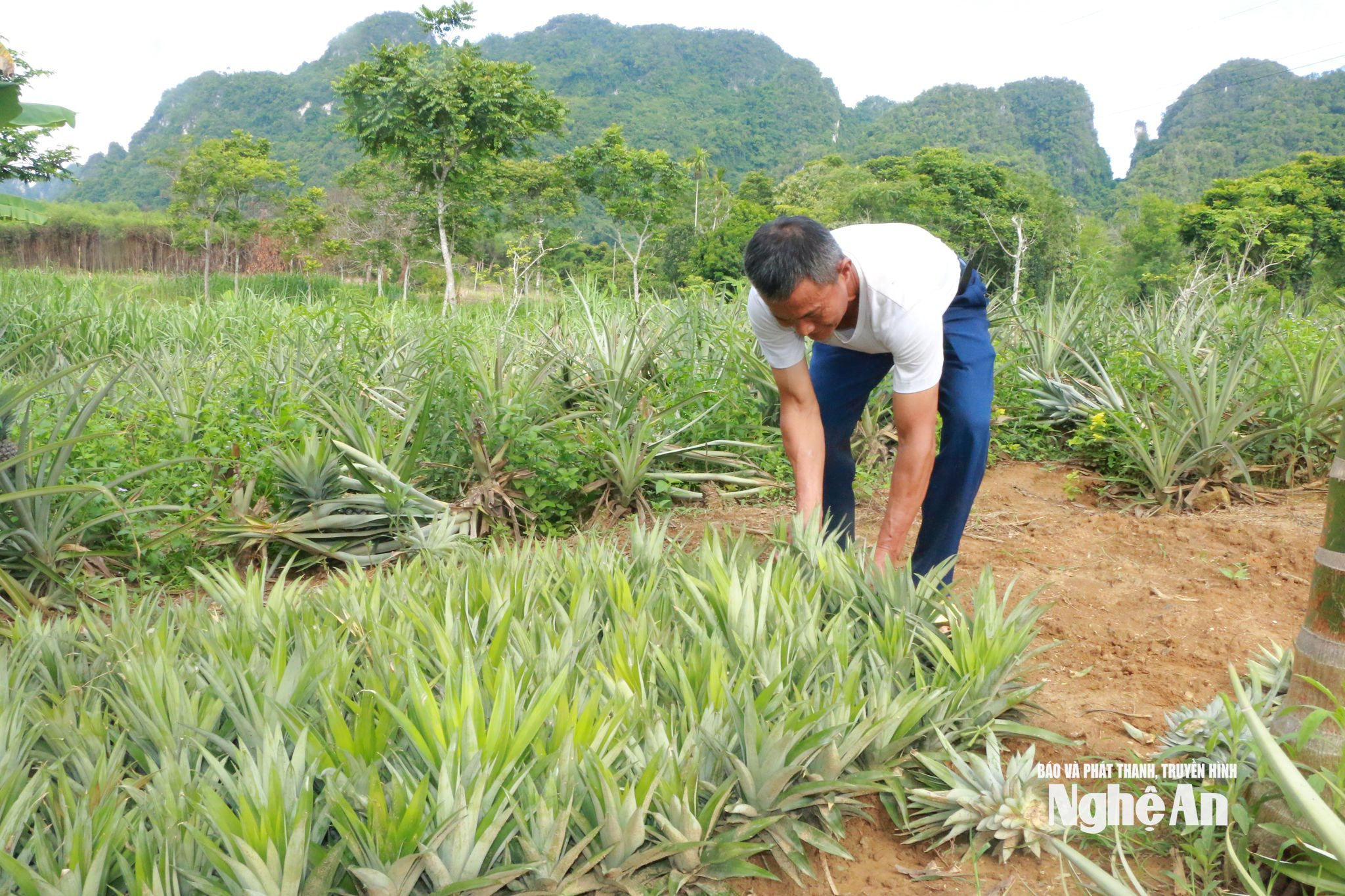 bna_Ông Trần Văn Hiền chăm sóc vườn dứa. Ảnh: Hoài Thu