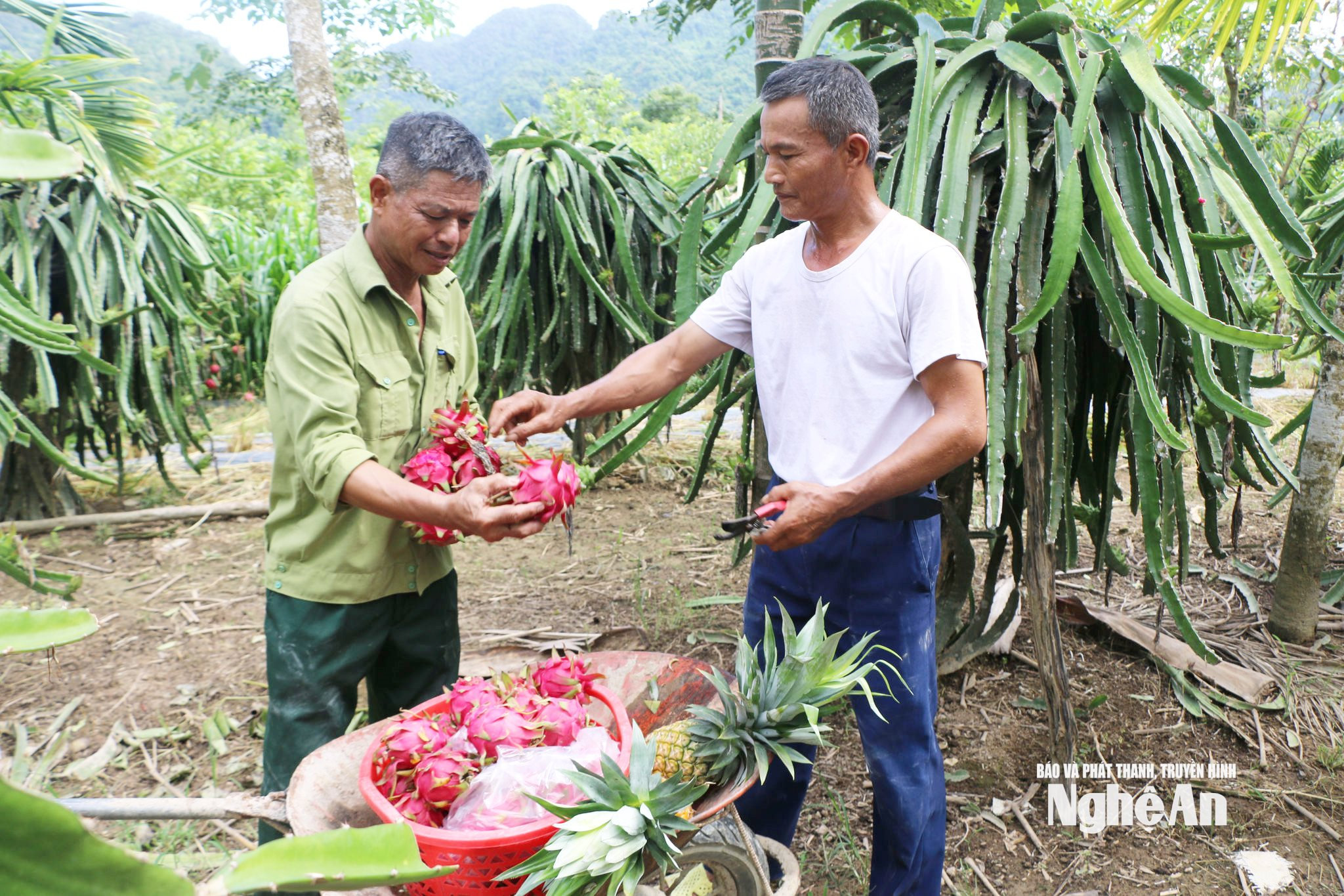 Quả ngọt thu hoạch từ vườn mang lại niềm tin cho ông Trần Văn Hiền về con đường phía trước.