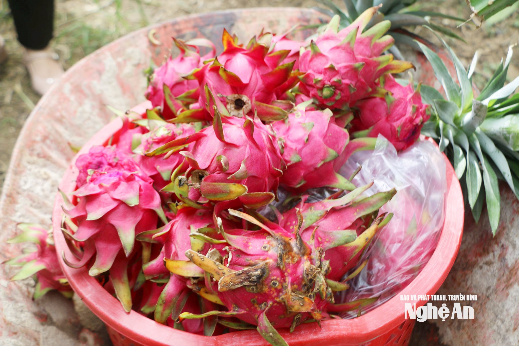 bna_thanhlong2.jpg