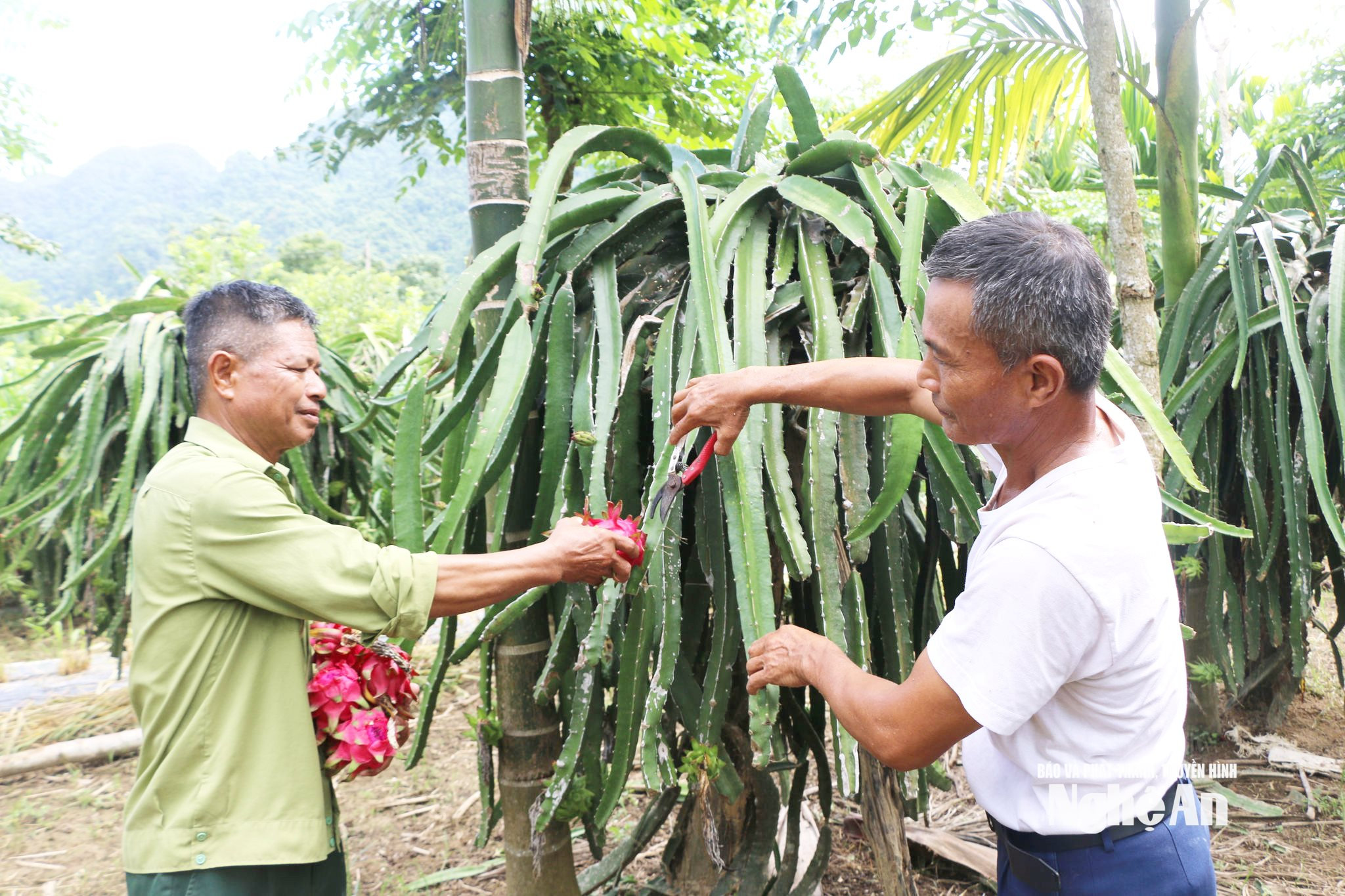 Với ông Nguyễn Văn Hiền ( áo trắng) lao động là niềm vui. Ảnh KL