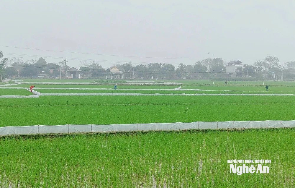  Canh tác lúa vụ xuân