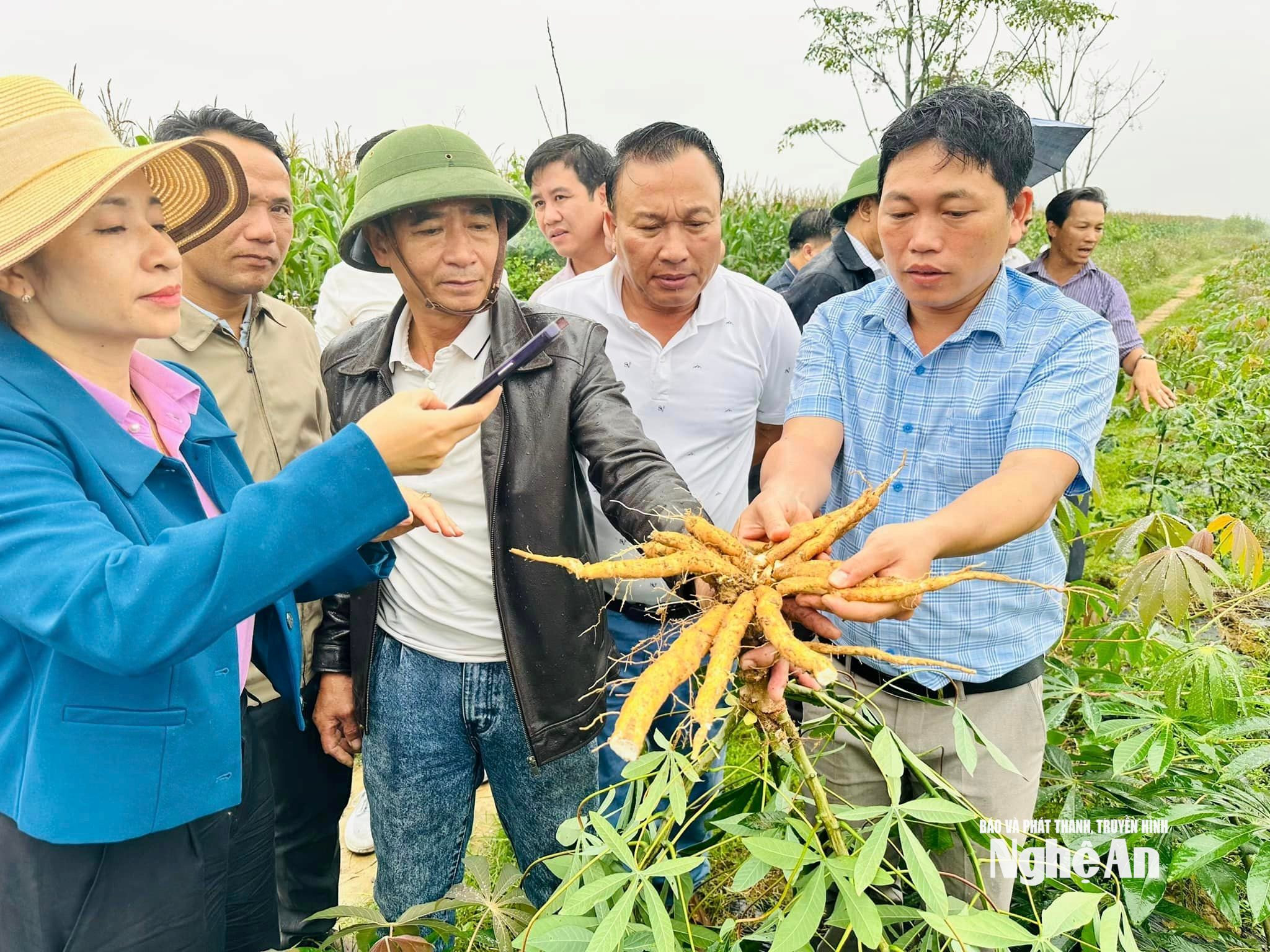 Kiểm tra giống