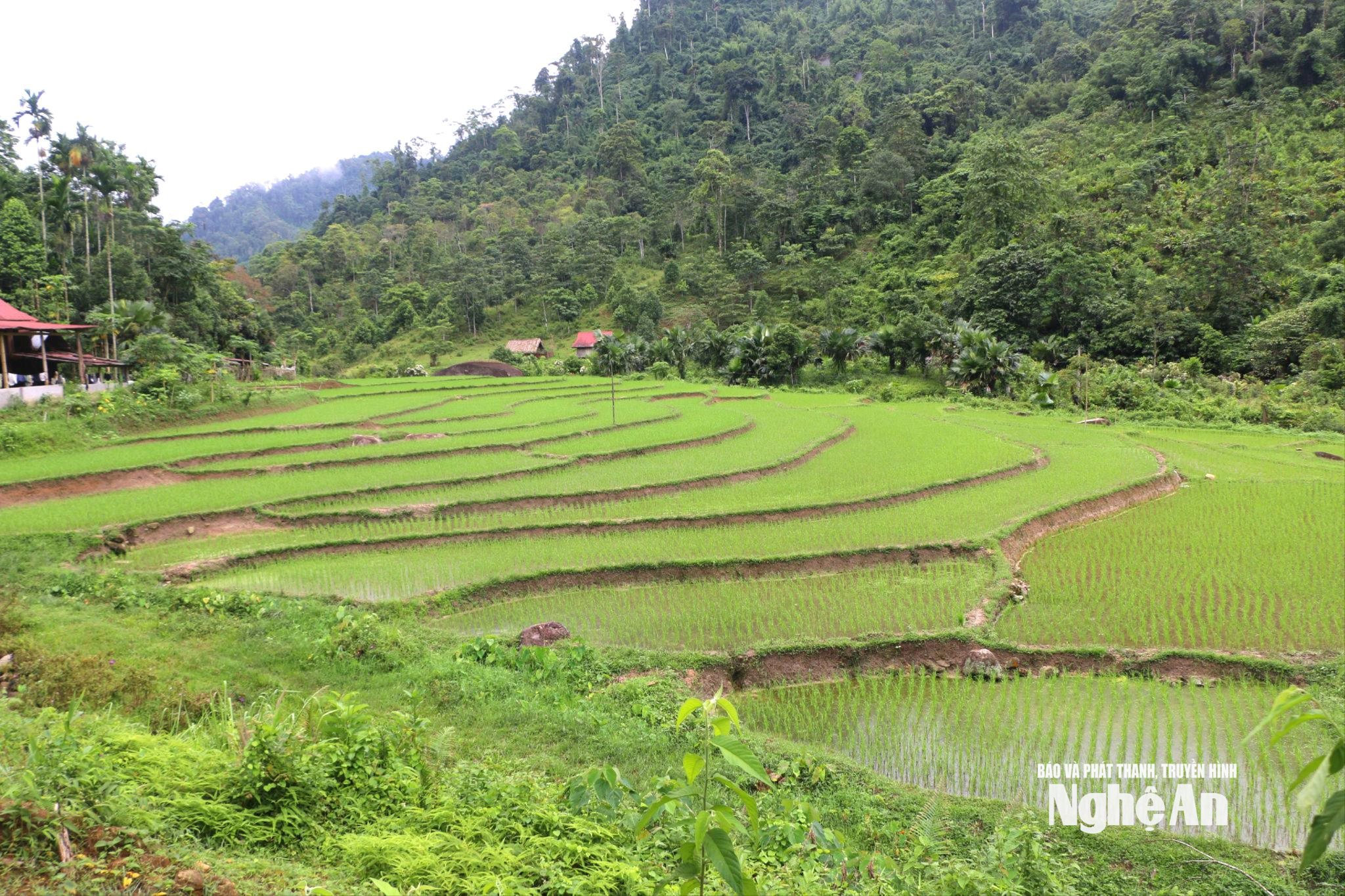 Những thửa ruộng bậc thang uốn lượn ở bản Thái cổ Mường Đán. Ảnh KL