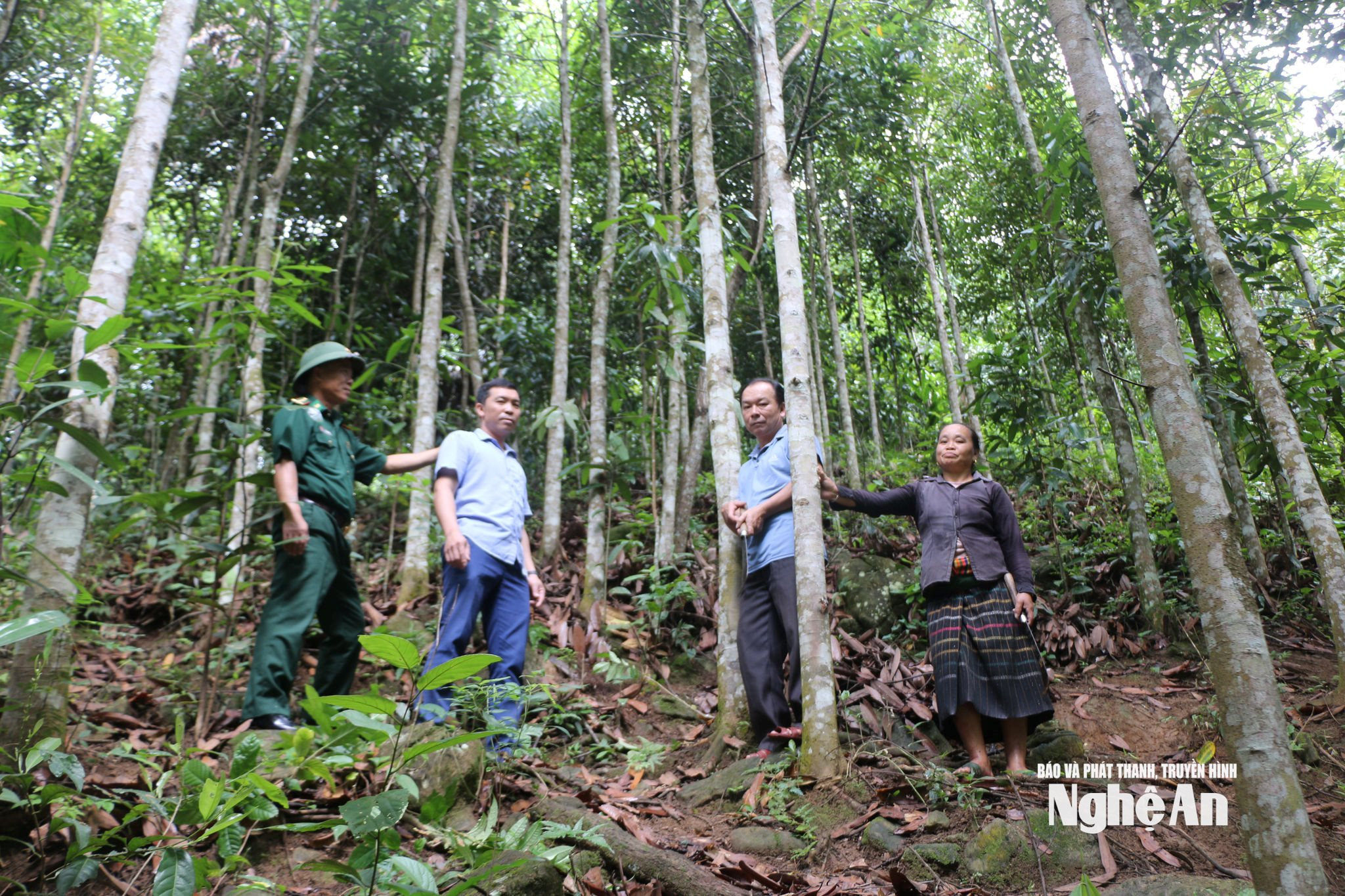 Trưởng bản Hà Văn Dựng (thứ hai trái sang) thăm mô hình trồng quế của người dân trên địa bàn. Ảnh KL