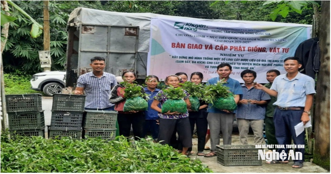 Trung tâm Khuyến nông tỉnh hỗ trợ giống cây sâm đất cho bà con xã Quế Phong. Ảnh Ng.Hải