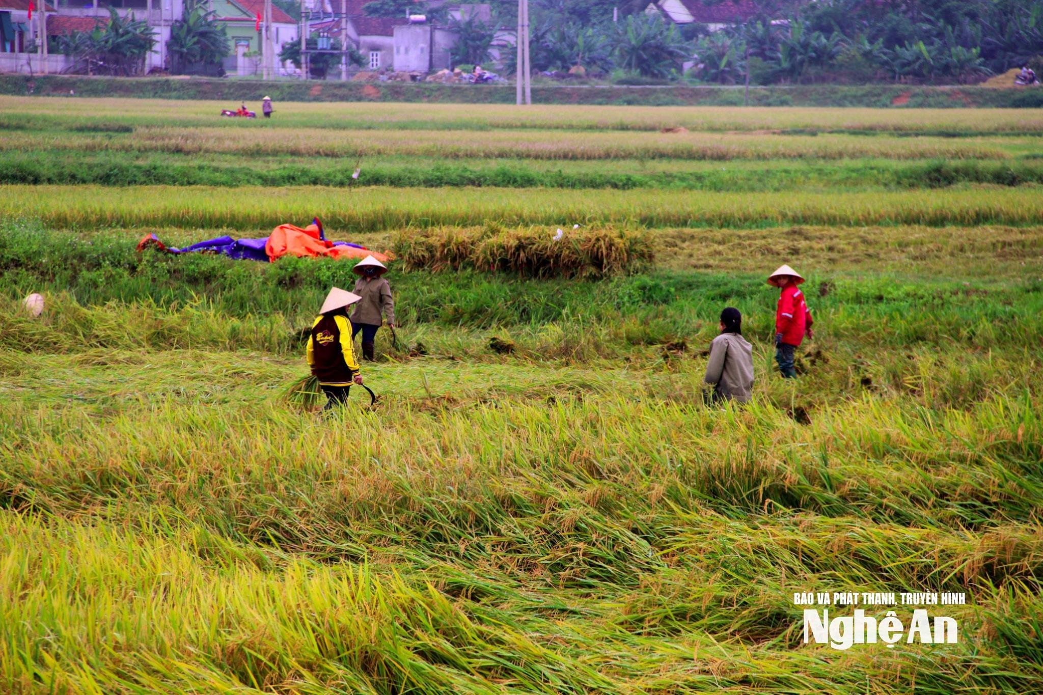 uploaded-quanganbna-2023_05_18-_bna-lua-2251.jpg
