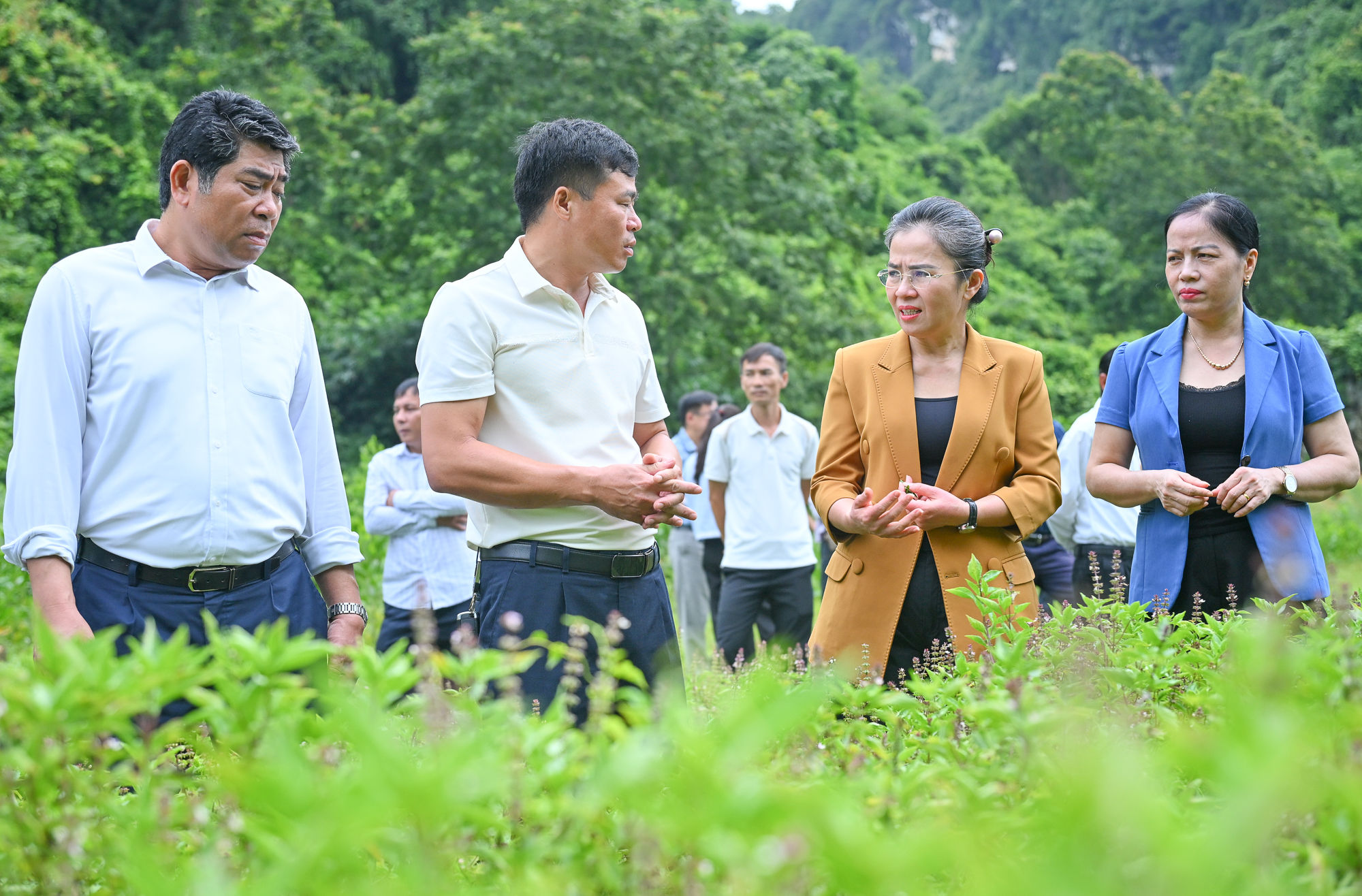 Phó Bí thư Tỉnh ủy tìm hiểu về mô hình trồng dược liệu tại xã Mường Ham. Ảnh: Thành Cường