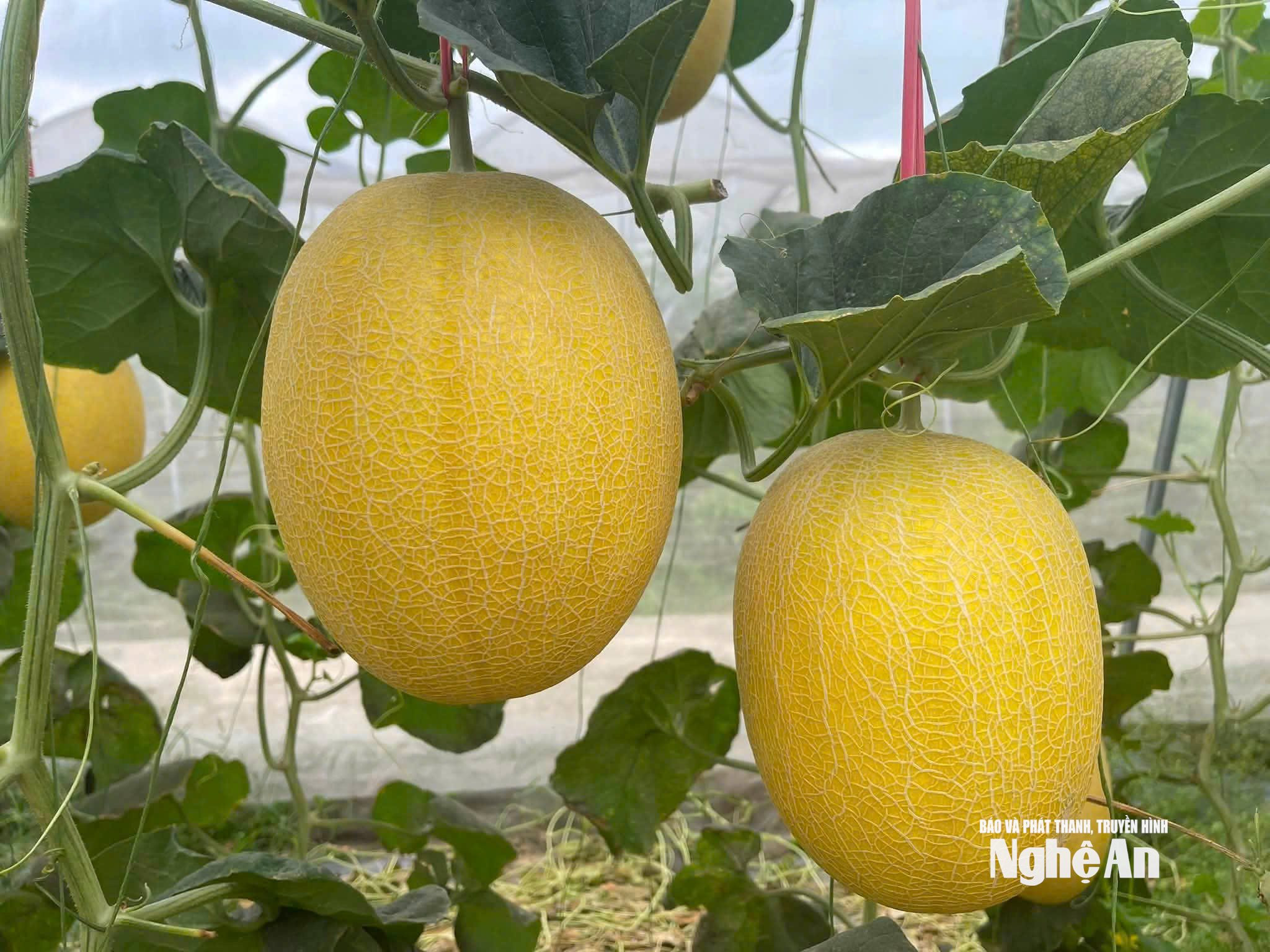 Dưa lưới - sản phẩm OCOP, VietGAP của HTX Dịch vụ nông nghiệp Hưng Long. Ảnh: T.P