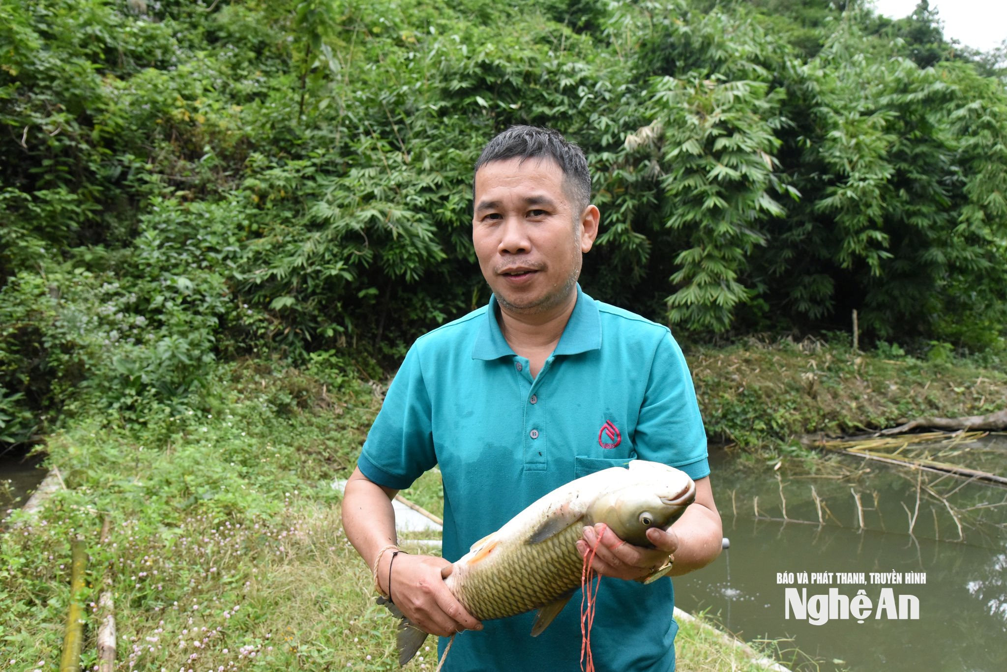 Cá được nuôi trong ao nhà của anh Vi Văn Mằn. Ảnh Hoài Thu