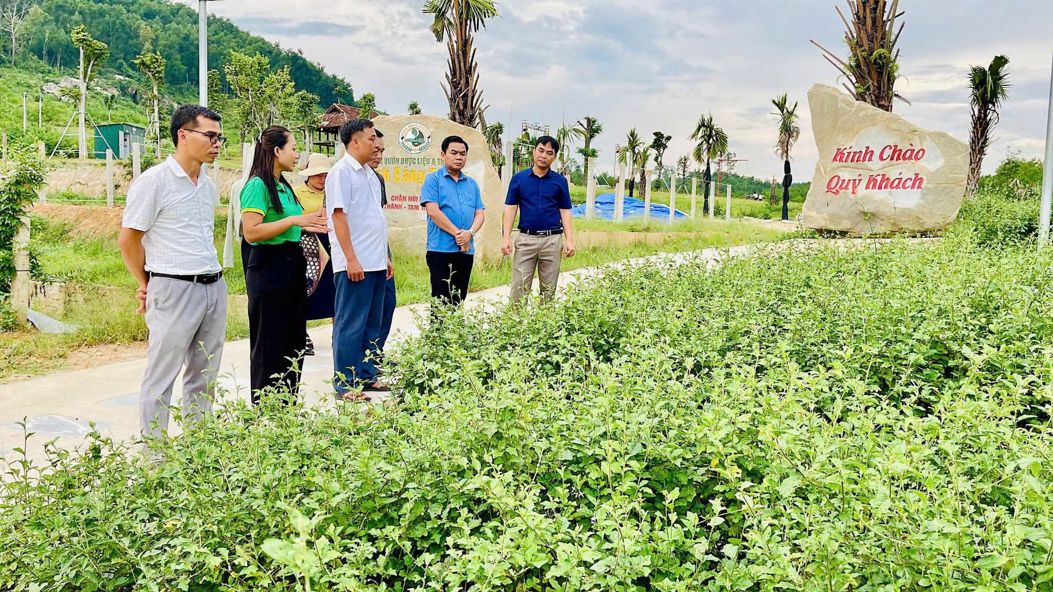 Vùng trồng dược liệu của HTX Nông dược Tĩnh Sáng Đường. Ảnh: P.V