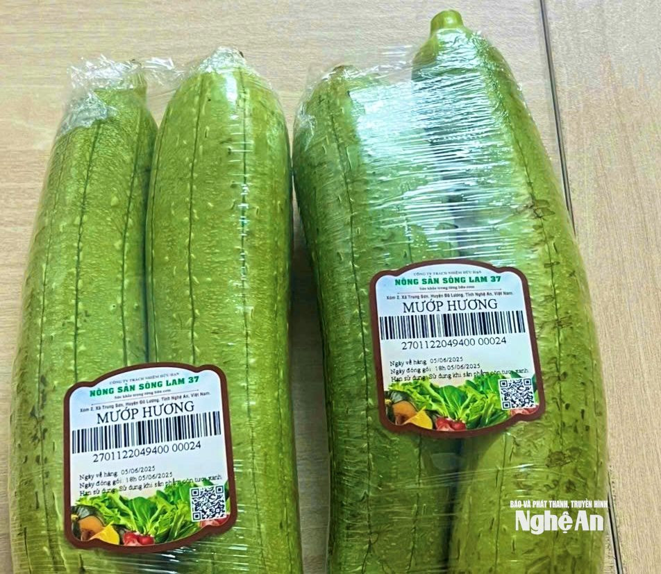  mướp hương