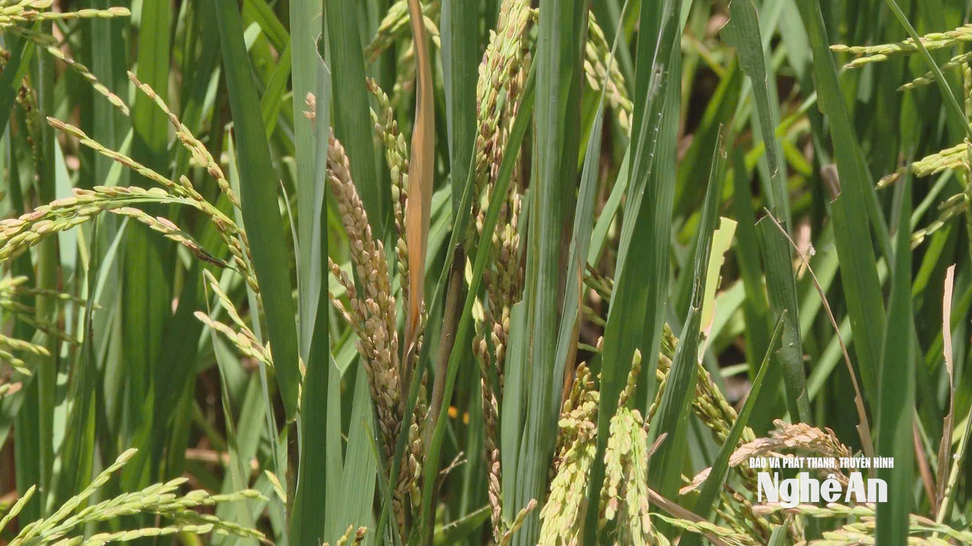  lúa trổ không cúi