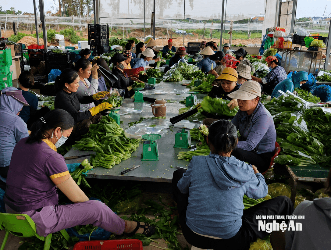 Sơ chế rau tại HTX Nông sản sạch xứ Nghệ Hoàng Mai. Ảnh: X.H
