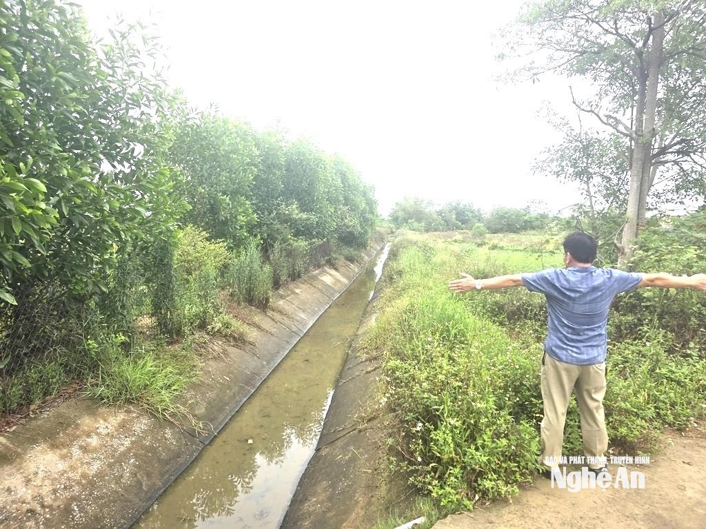 Một số hộ dân lấn chiếm trồng keo, tràm dọc bờ kênh. Ảnh Tiến Hùng