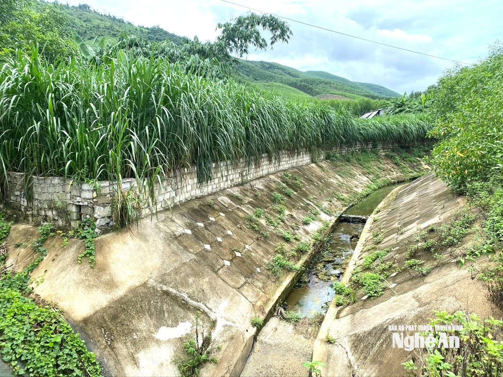 Người dân trồng mía trên bờ kênh Khe Thần ở xã Quỳnh Tam. Ảnh Văn Trường