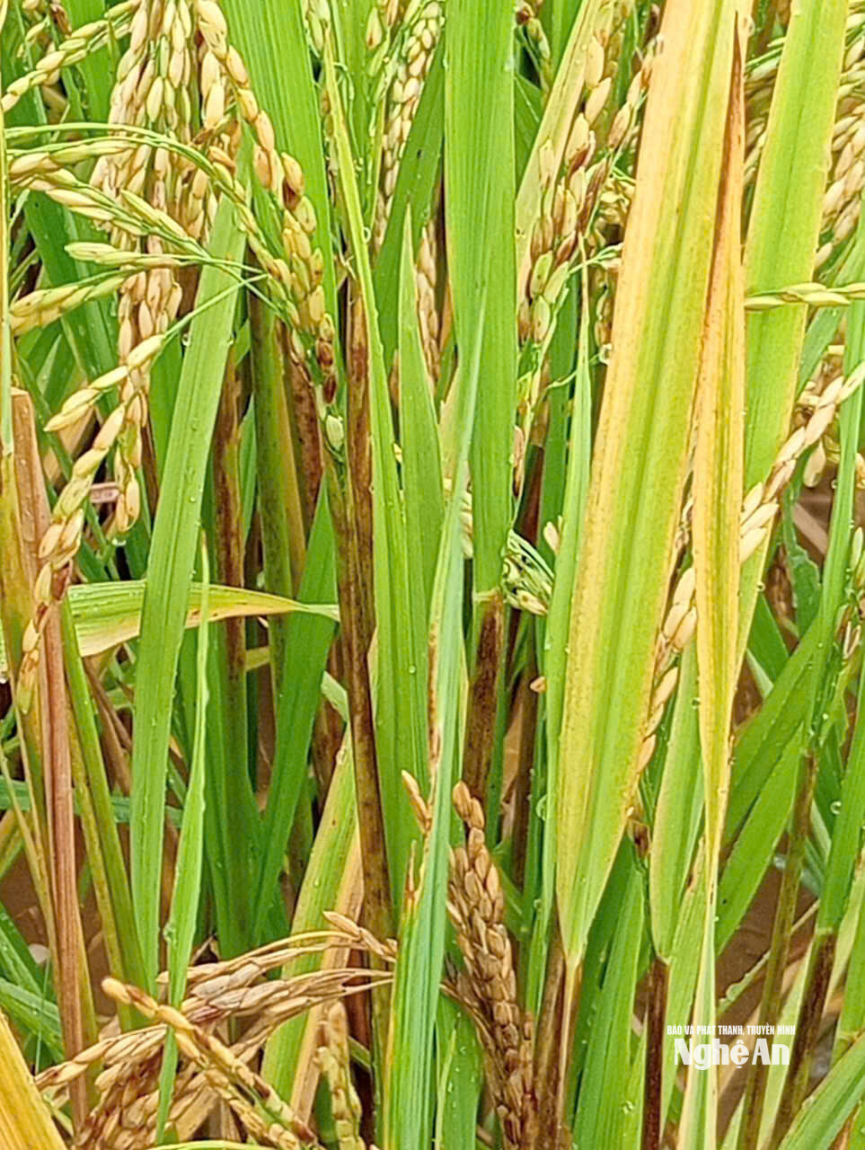 Những vệt nâu giữa ruộng lúa xanh. Ảnh: Quang Minh