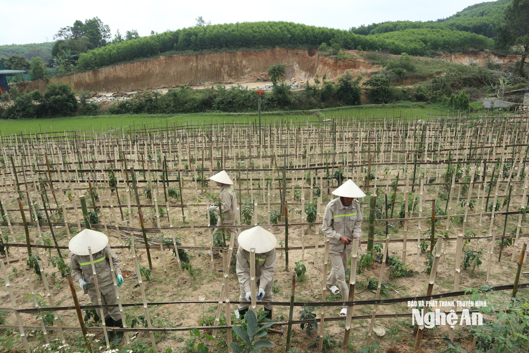 Xây dựng vùng trồng dược liệu tập trung ở xã Tam Hợp. Ảnh: T.P