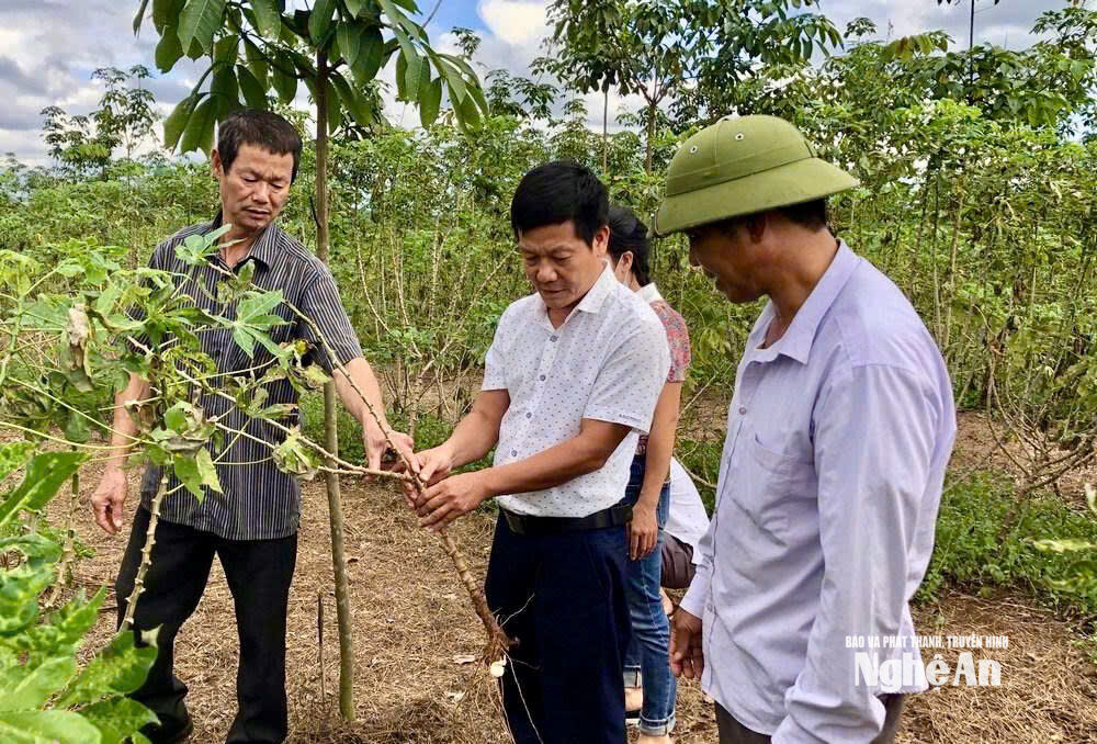  cán bộ kiểm tra bệnh khảm lá