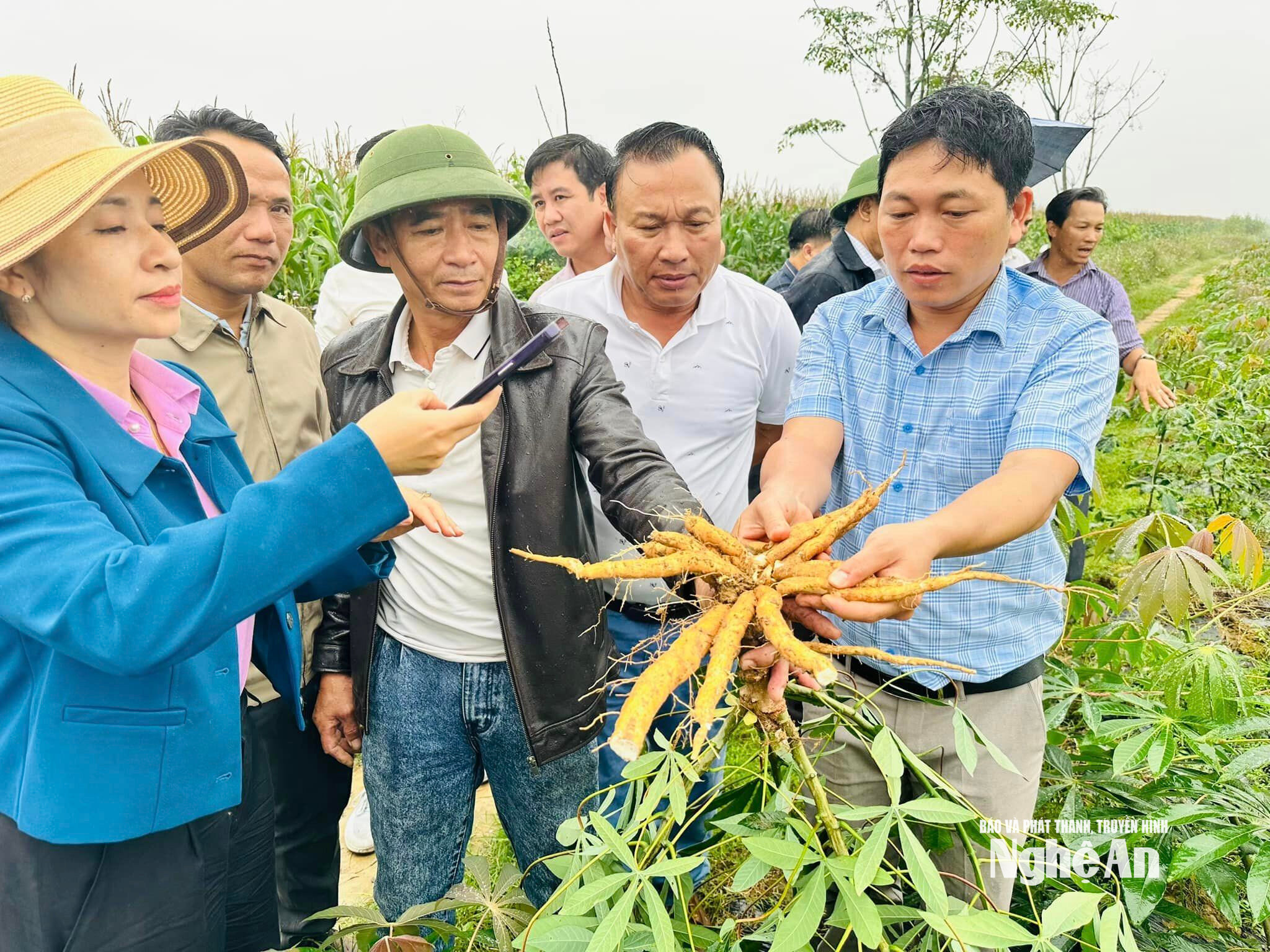 Kiểm tra giống