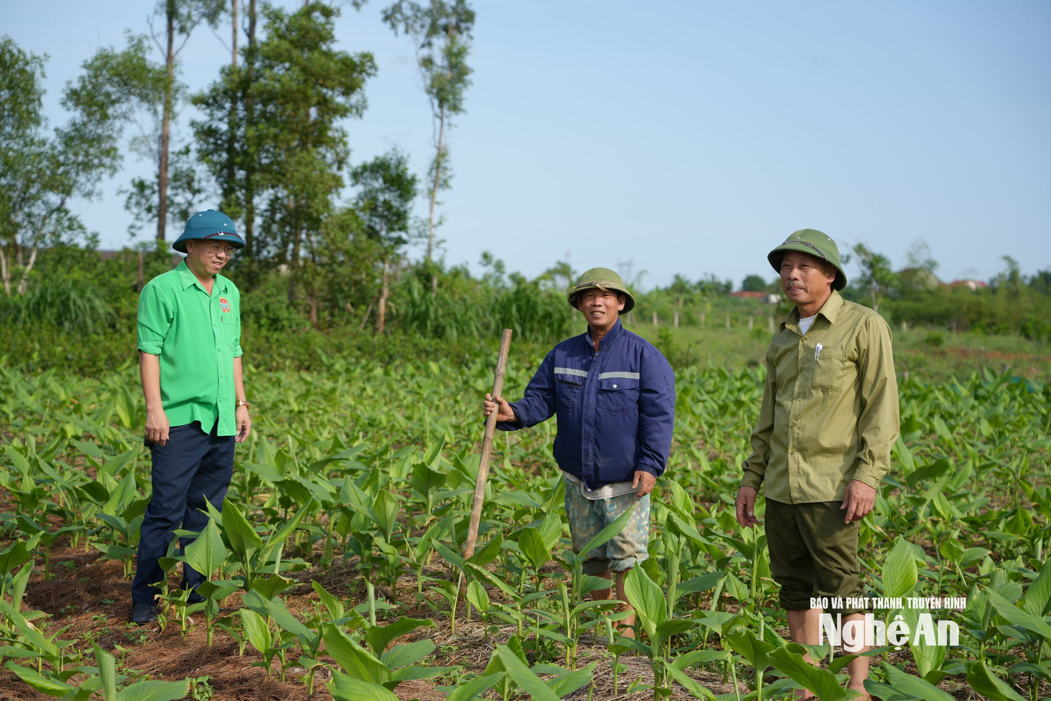 nghệ 1