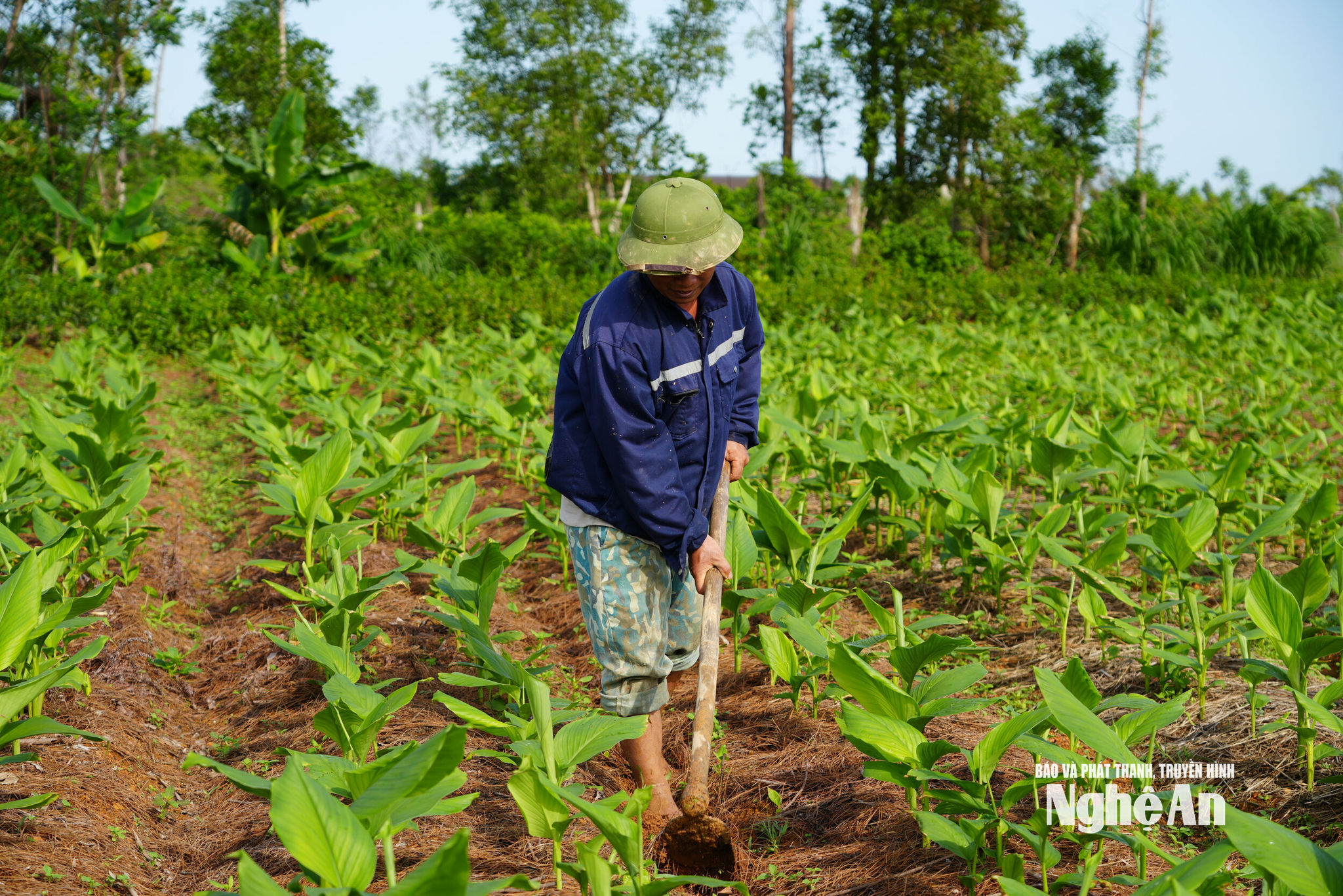 nghệ 2