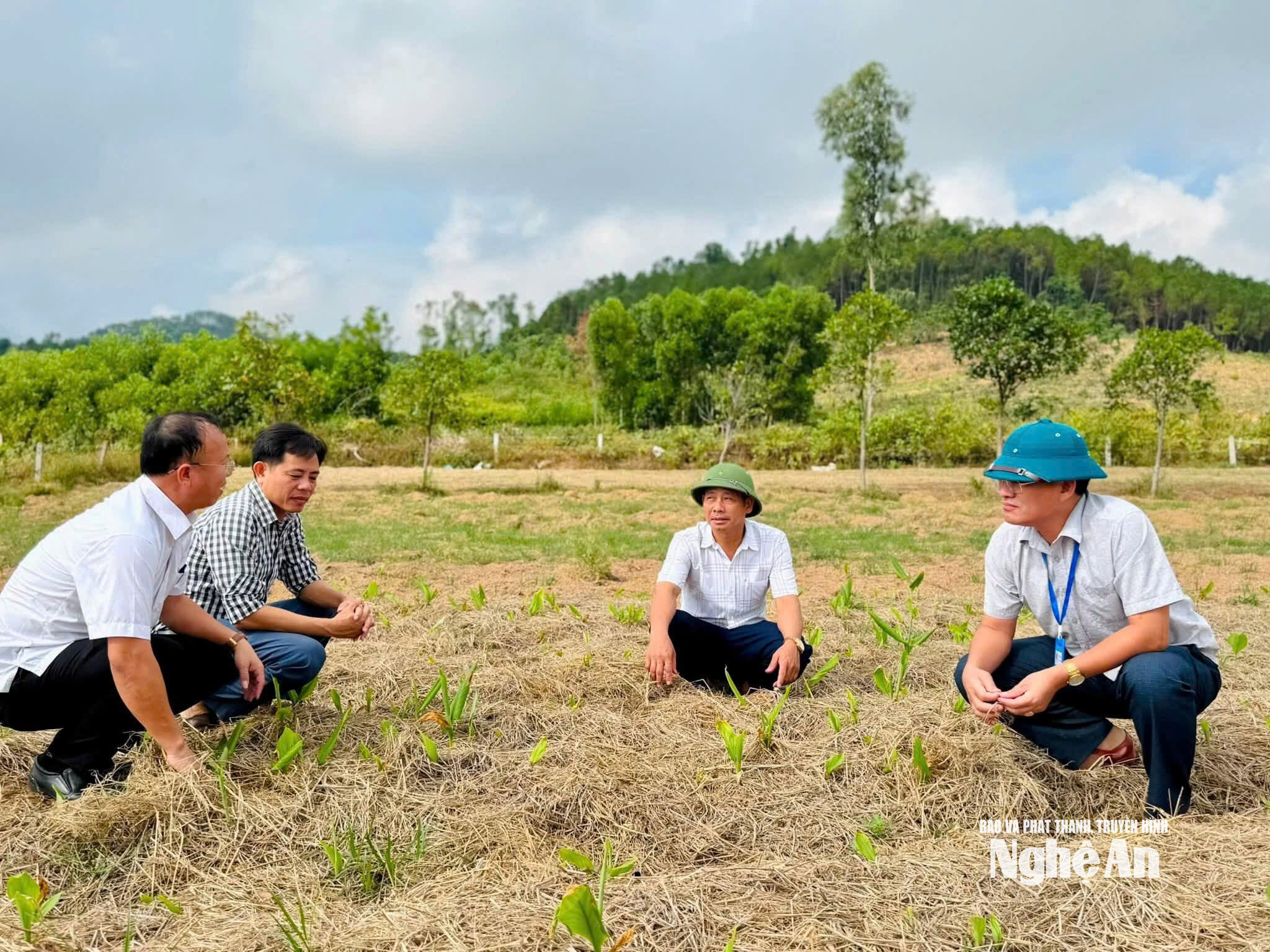 nghệ 7