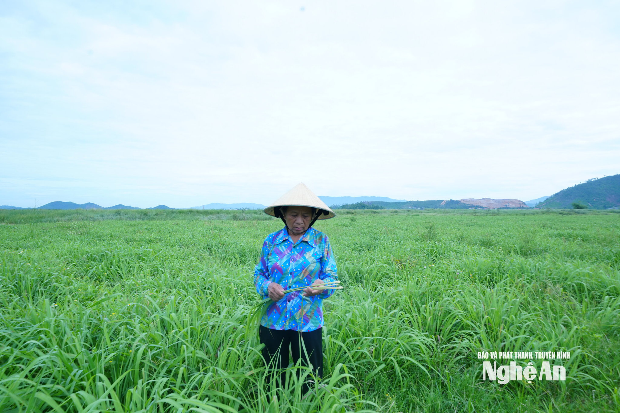 Bà Nguyễn Thị Thủy và nhiều hộ nông dân xóm Đại Đồng, xã Vạn An đang tập trung chuyển đổi sang trồng cây dược liệu. Ảnh: Thanh Nhàn
