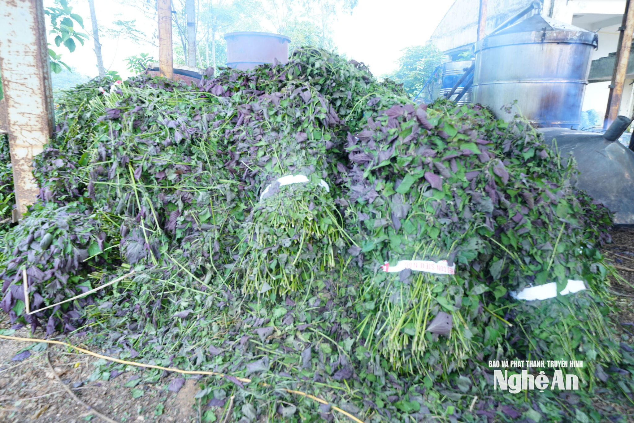 Mỗi ngày HTX dược liệu Vạn An có thể đưa vào sơ chế từ 1 - 2 tấn nguyên liệu tươi mỗi ngày