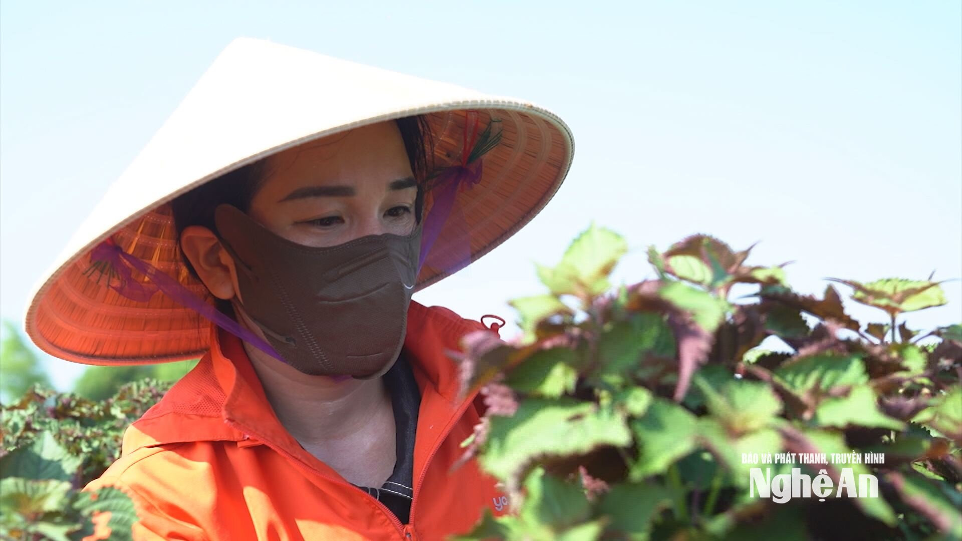 Nông dân phấn khởi vì trồng tía tô dược liệu cho năng suất, chất lượng, hiệu quả cao. Ảnh: Thanh Nhàn