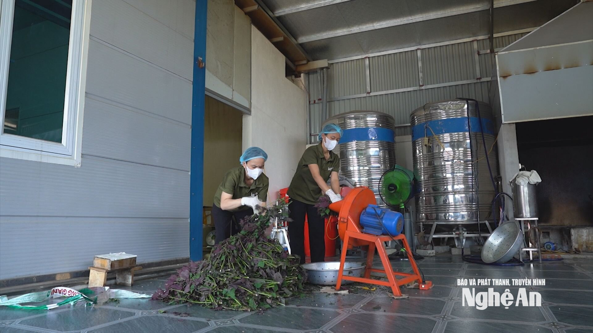 Tía tô được đưa vào chế biến thành tinh dầu và nhiều sản phẩm dược liệu khác. Ảnh: Thanh Nhàn