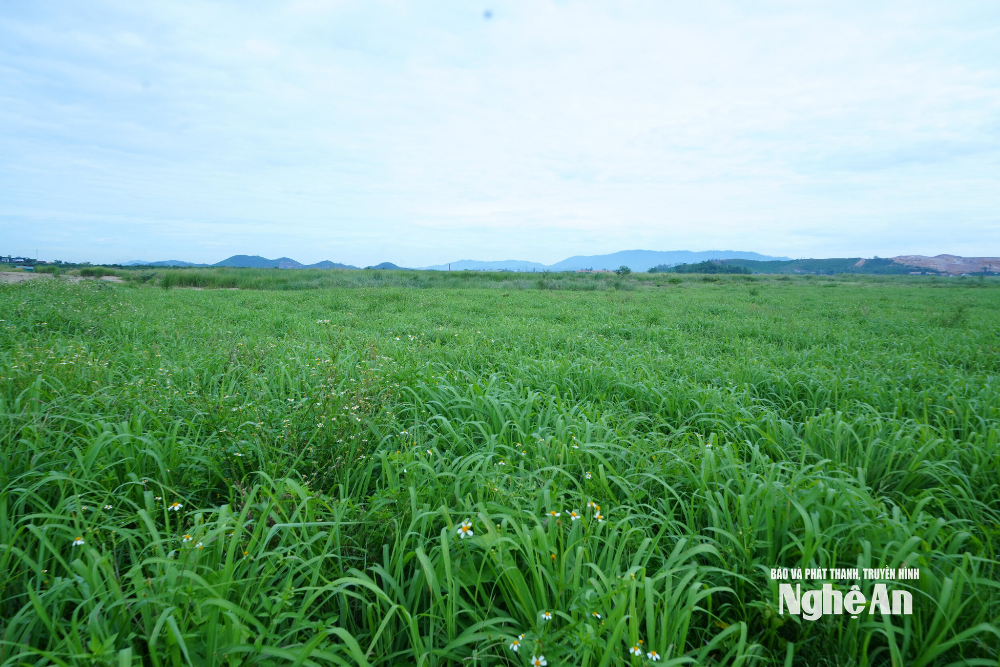 Triển vọng phát triển các mô hình trồng cây dược liệu chế biến tinh dầu