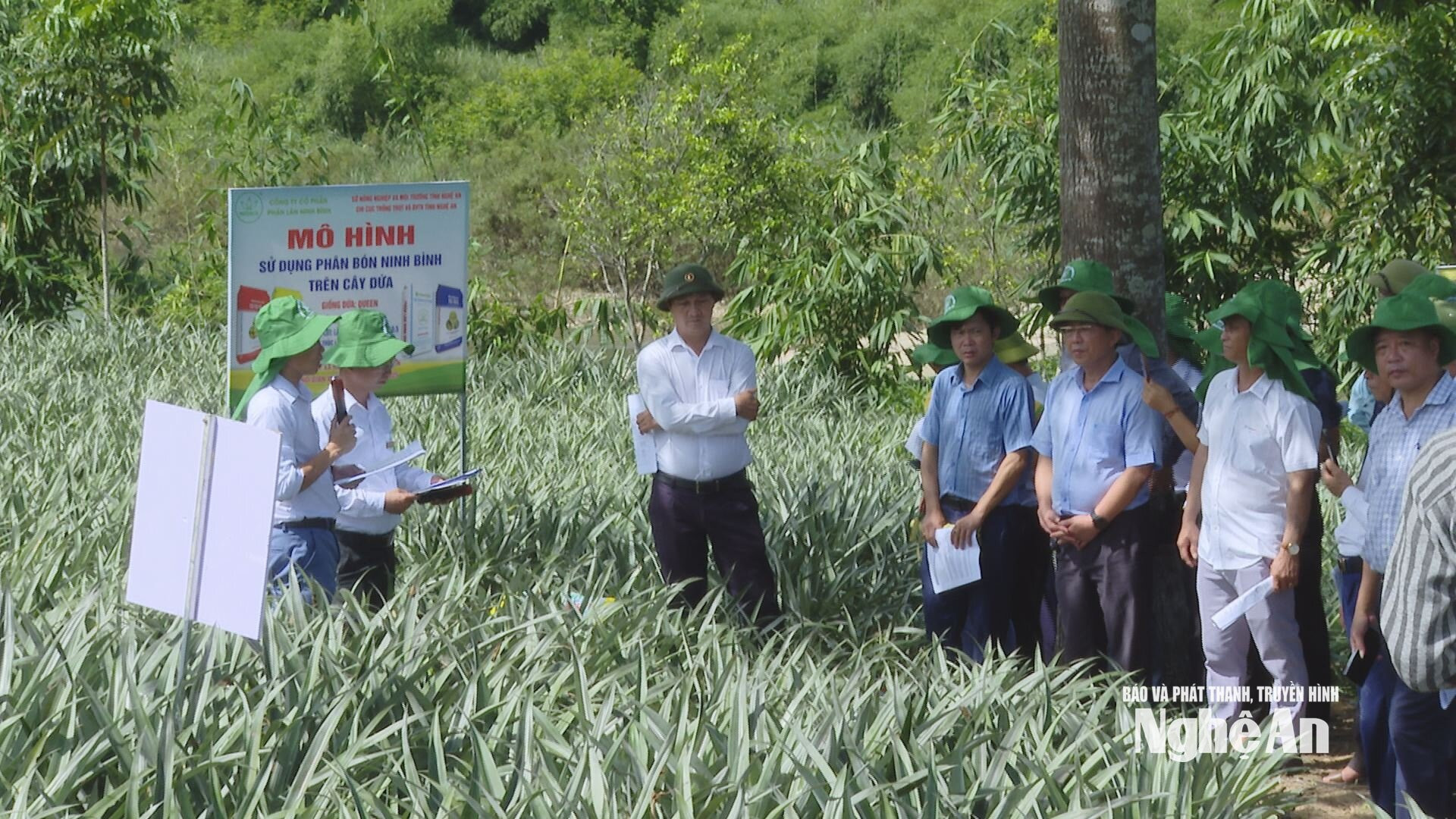 Các đại biểu nghe đánh giá hiệu quả mô hình sử dụng phân bón Ninh Bình trên cây dứa