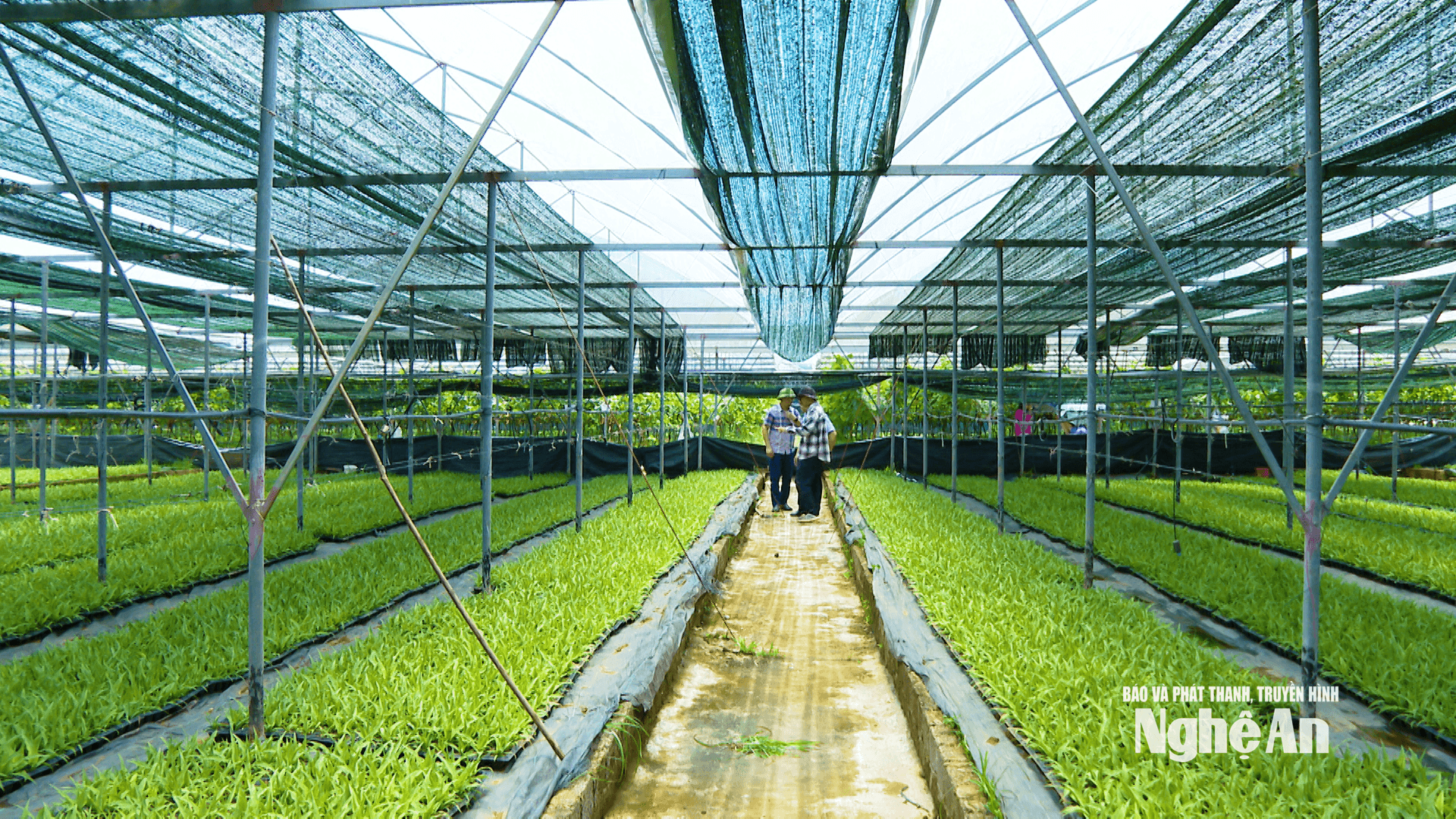 Phòng nuôi cấy mô của Công ty TNHH Nông nghiệp Hùng Cường tại xã Đông Hiếu